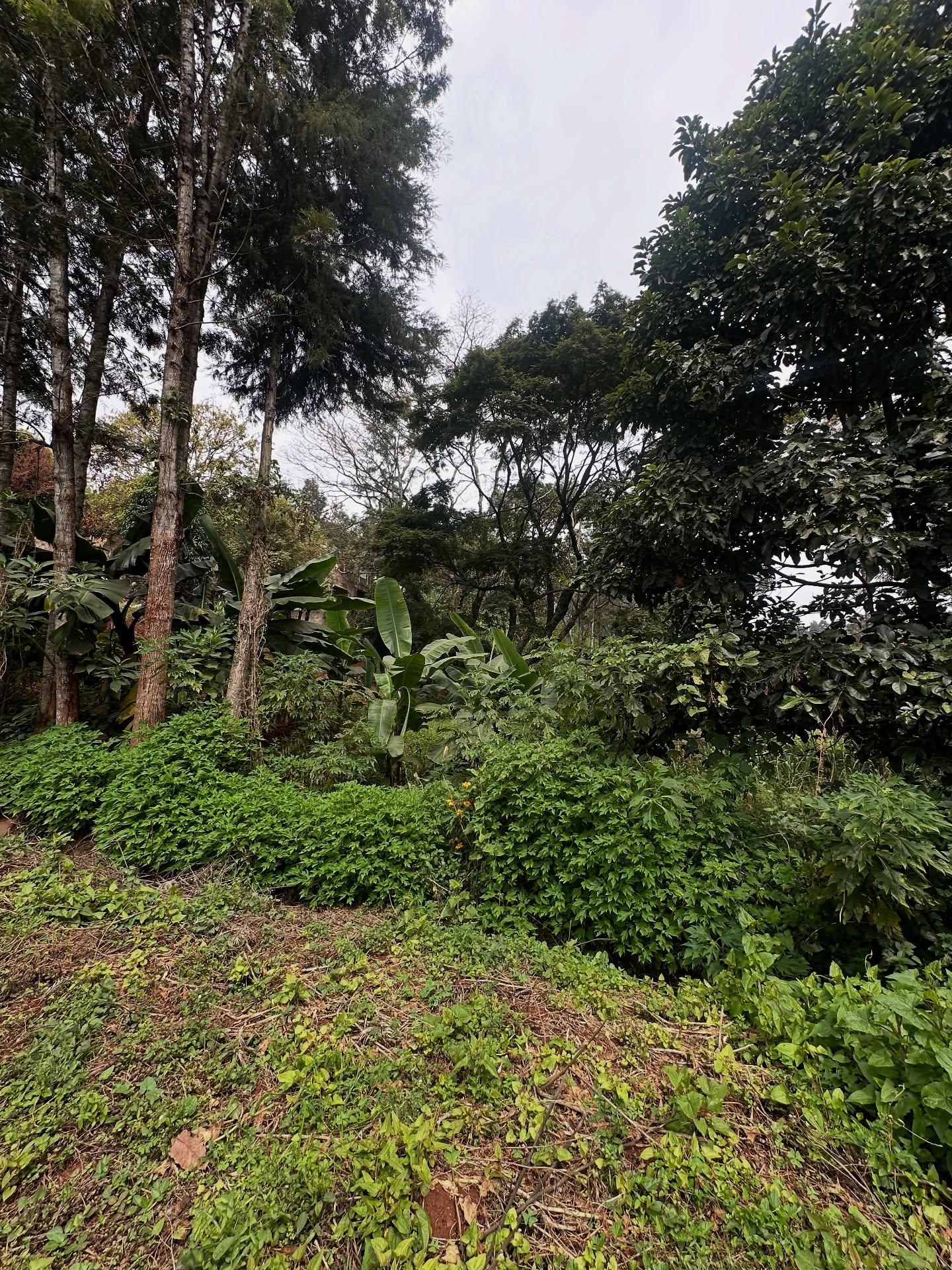 0.37 acre plot for sale in Kitisuru, Off Kirawa road Image