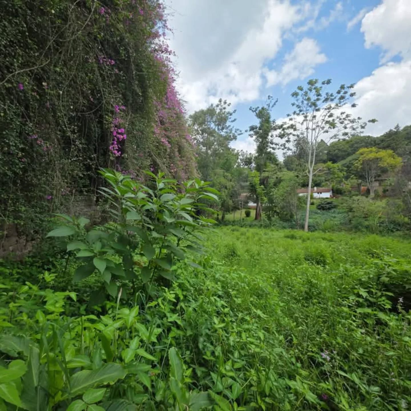 1 ACRE LAND FOR SALE IN THIGIRI RIDGE,NEW MUTHAIGA Image