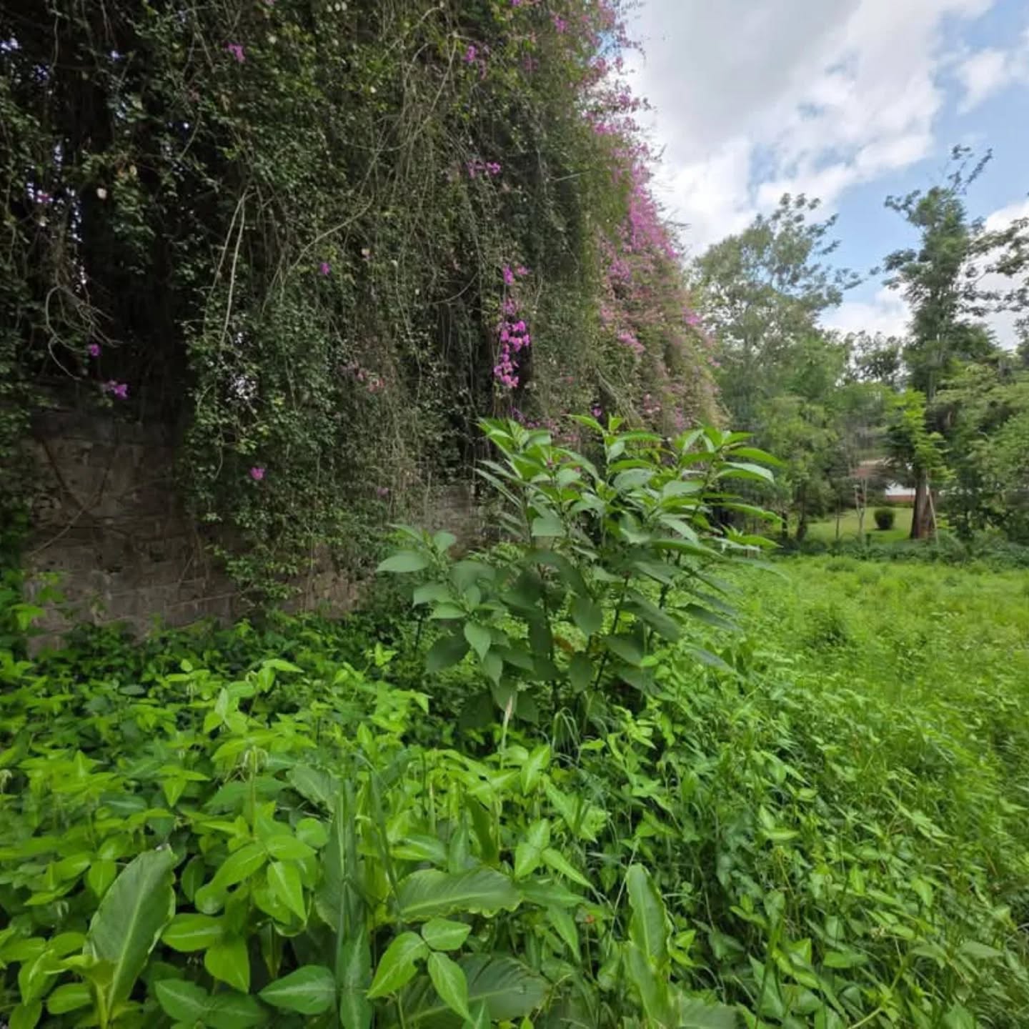 1 ACRE LAND FOR SALE IN THIGIRI RIDGE,NEW MUTHAIGA Image