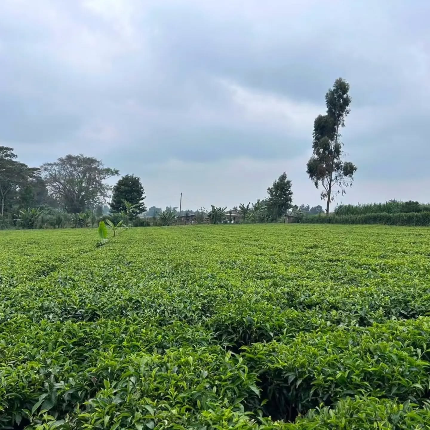 1 acre land for sale in tigoni, karambaini near limuru girls Image