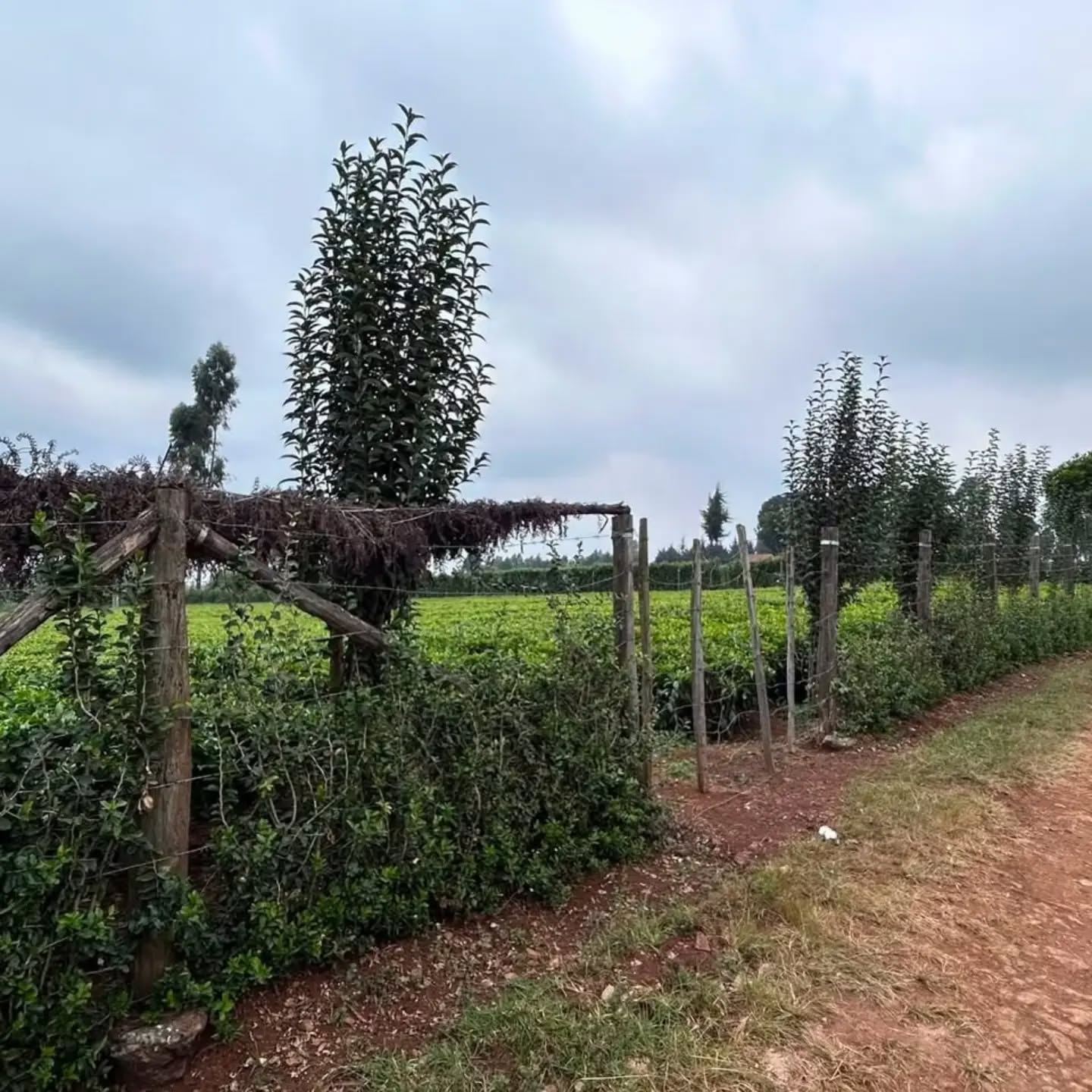 1 acre land for sale in tigoni, karambaini near limuru girls