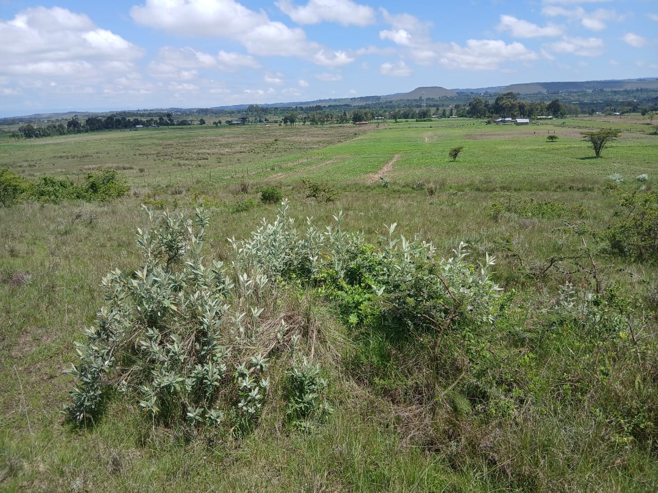 1 acre plot for sale in Karen