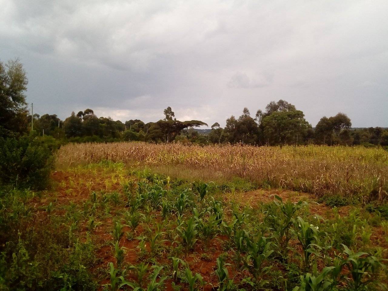 1 acre plot for sale in Karen. Miotoni Image