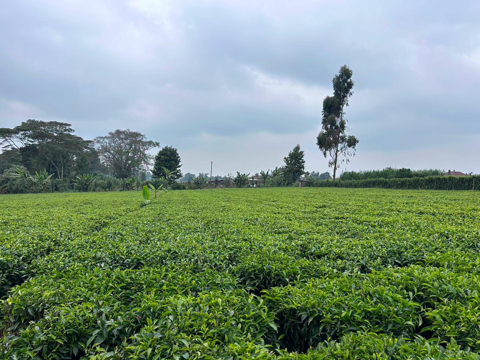 1 acre plot for sale in Tigoni, (karambaini) near limuru girls Image