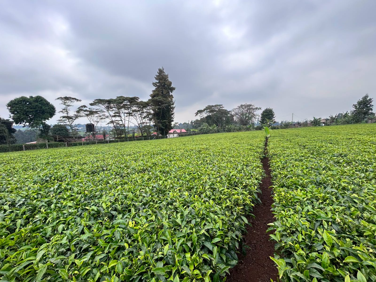 1 acre plot for sale in Tigoni, (karambaini) near limuru girls