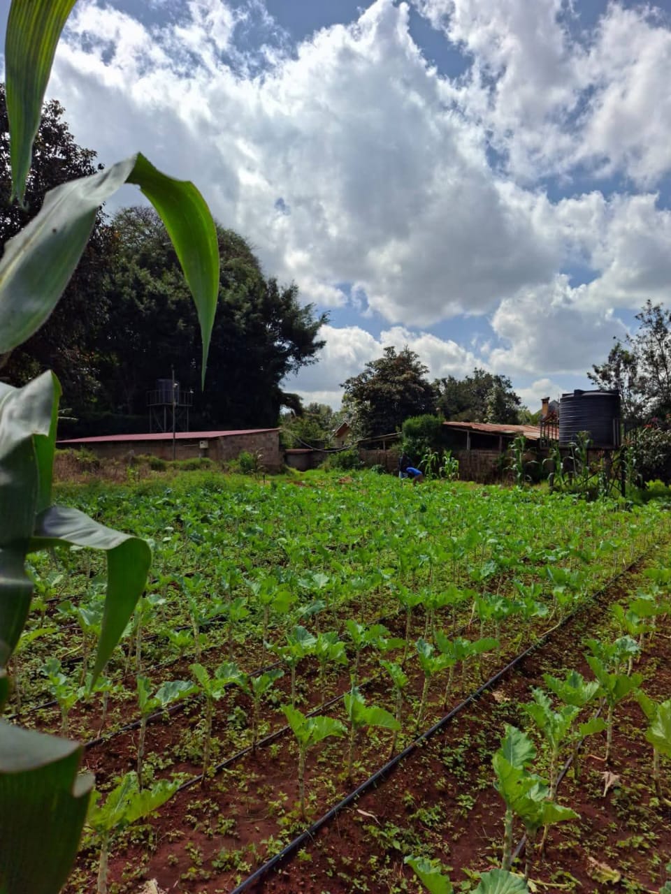 10, 1/2 acre per plots for sale in Karen Windy Ridge