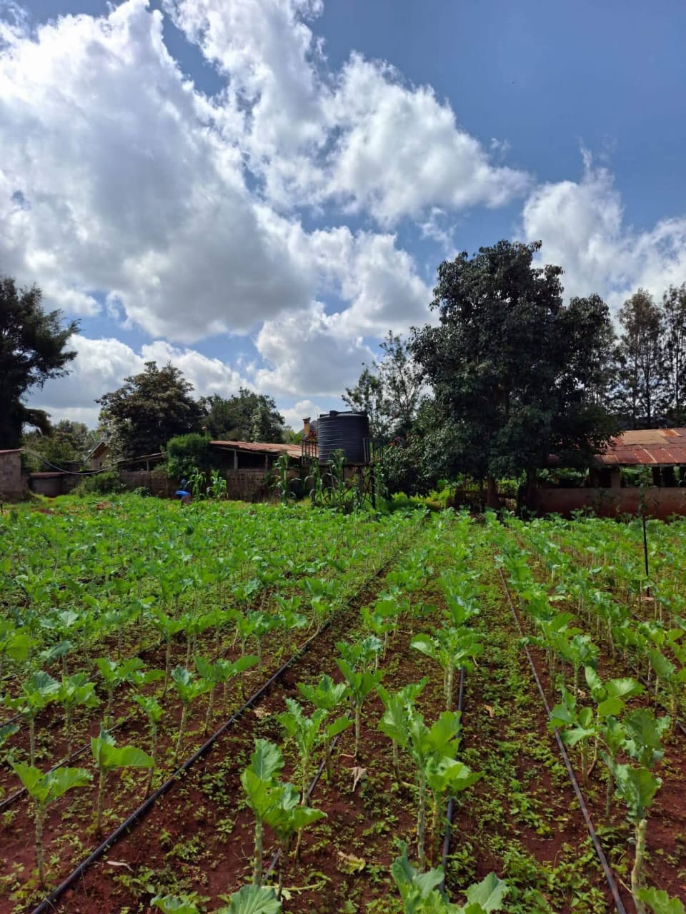 10, 1/2 acre per plots for sale in Karen Windy Ridge Image