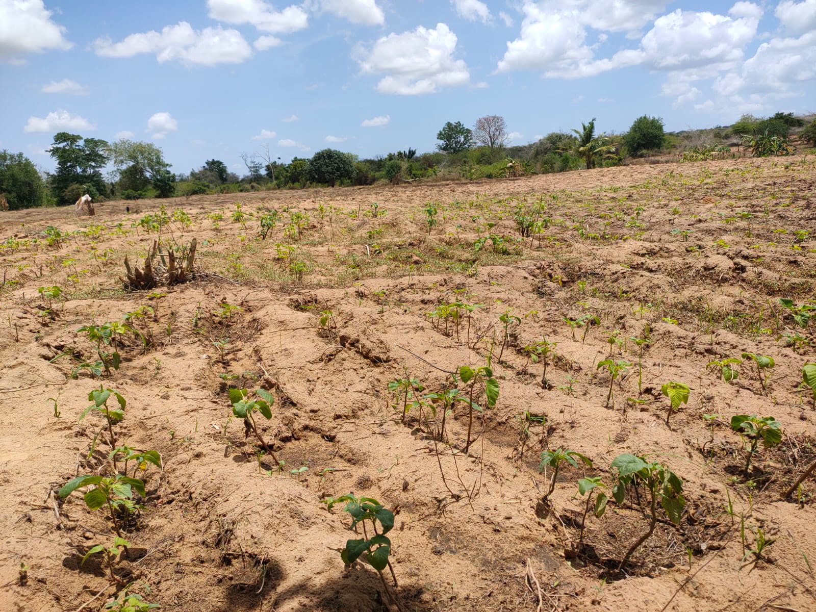 10 acre agricultural land for sale in malindi, baricho