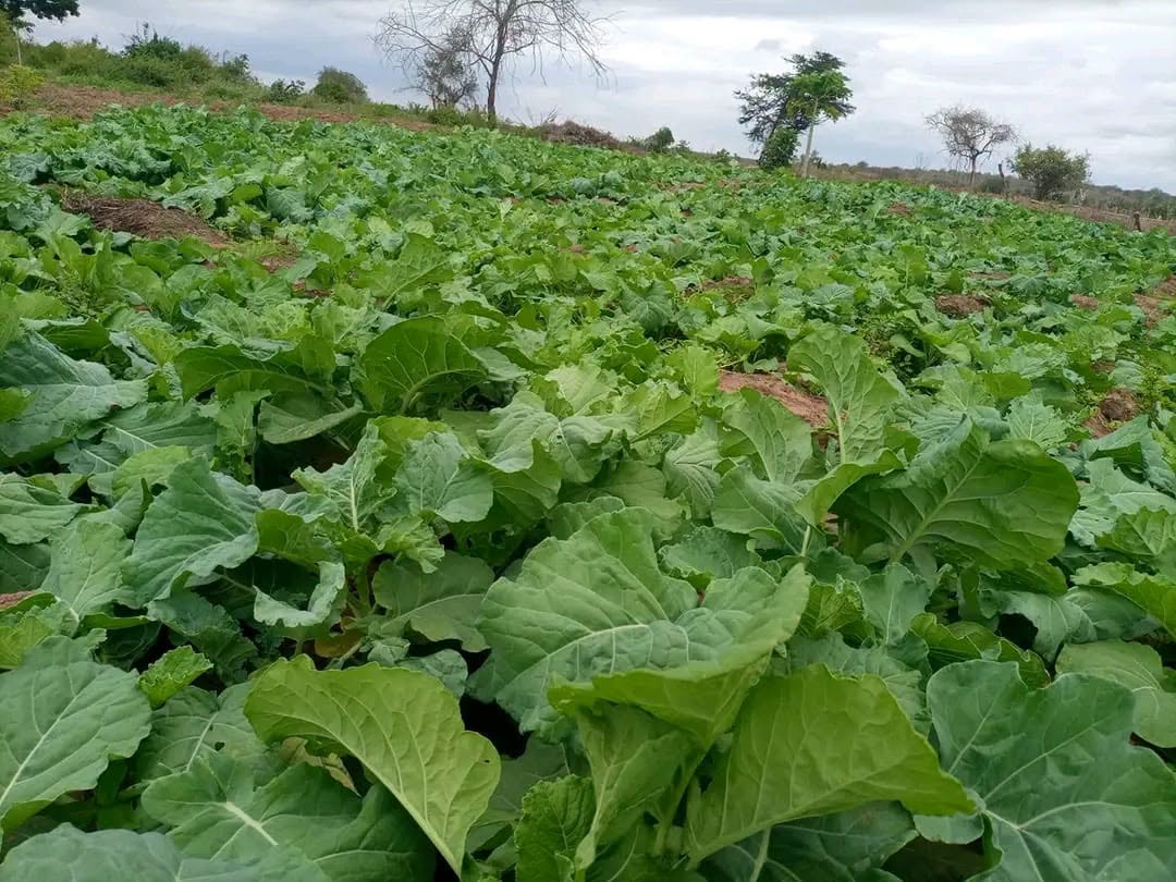 10 acre agricultural land for sale in malindi, baricho Image