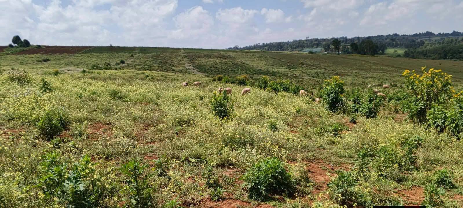 10 acre agricultural land for sale in Nakuru, Olenguruone (kuresoi south)