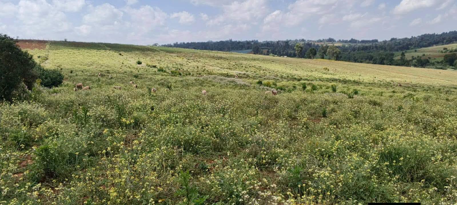 10 acre agricultural land for sale in Nakuru, Olenguruone (kuresoi south) Image