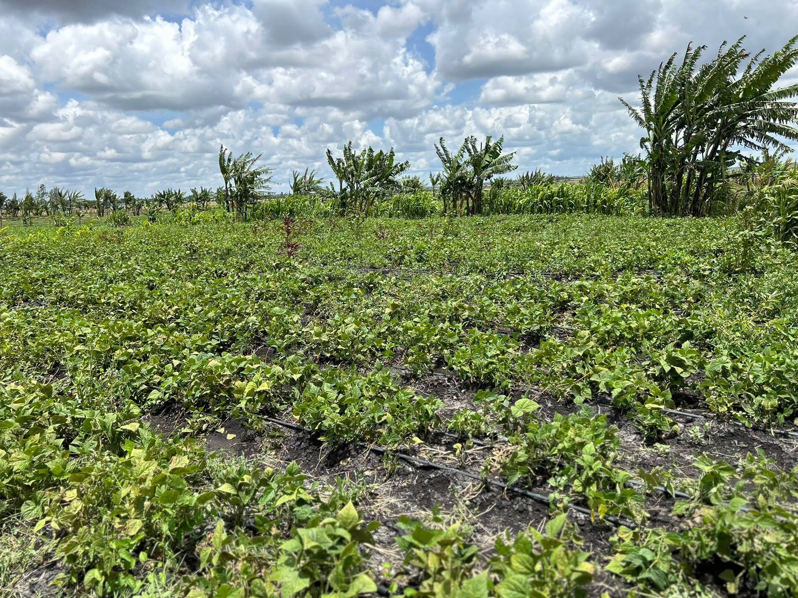 10 acre land for sale in kisaju, off kiserian - isinya road