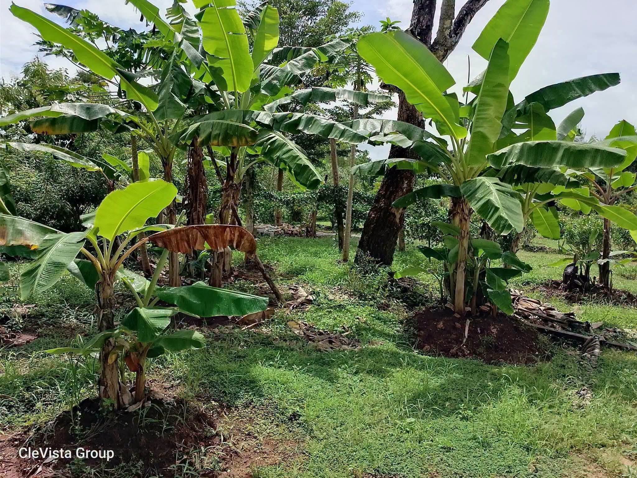 10 acre land for sale in ramisi, bumbani