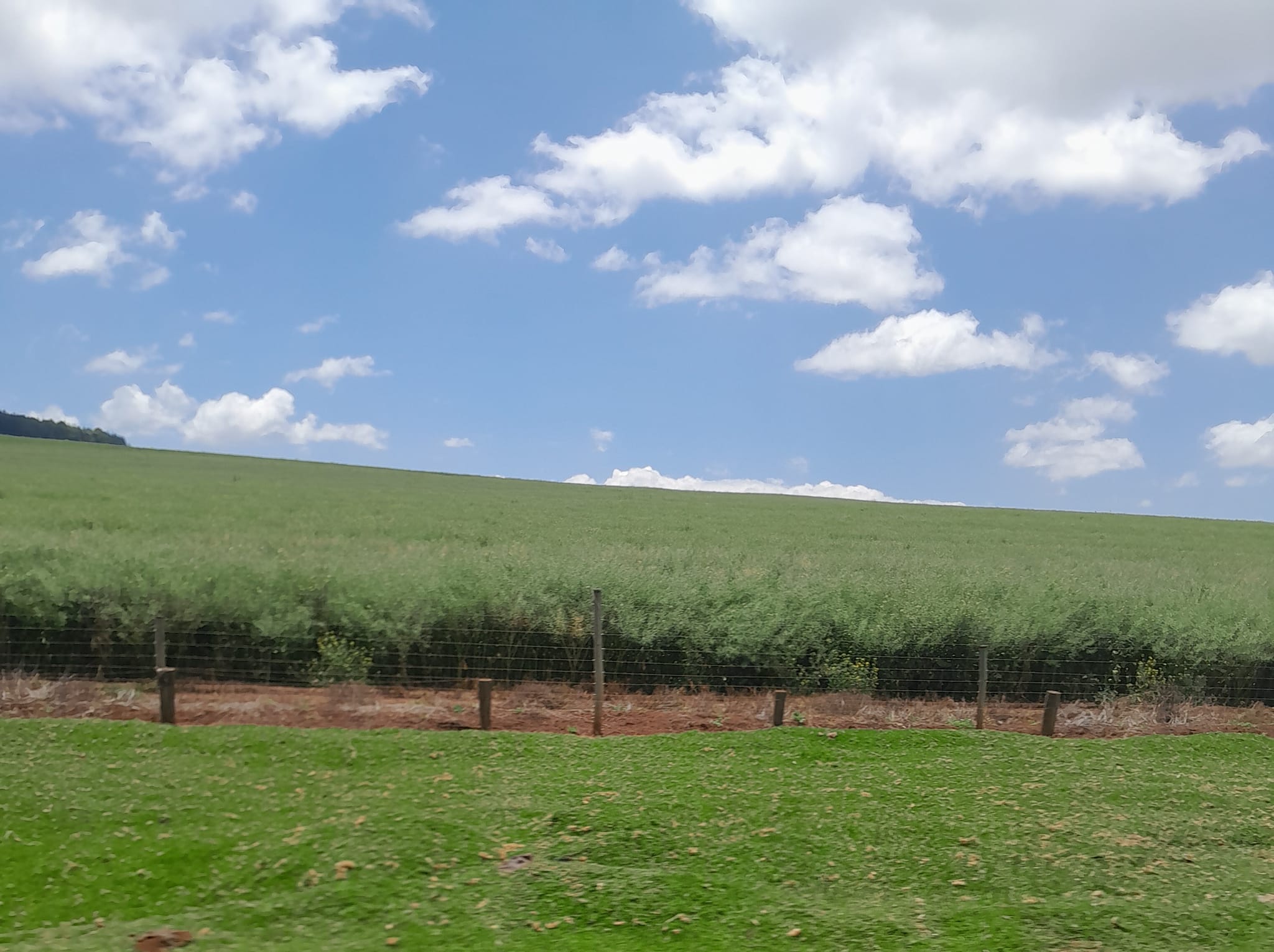 10-acre land on sale Timau, Nanyuki.