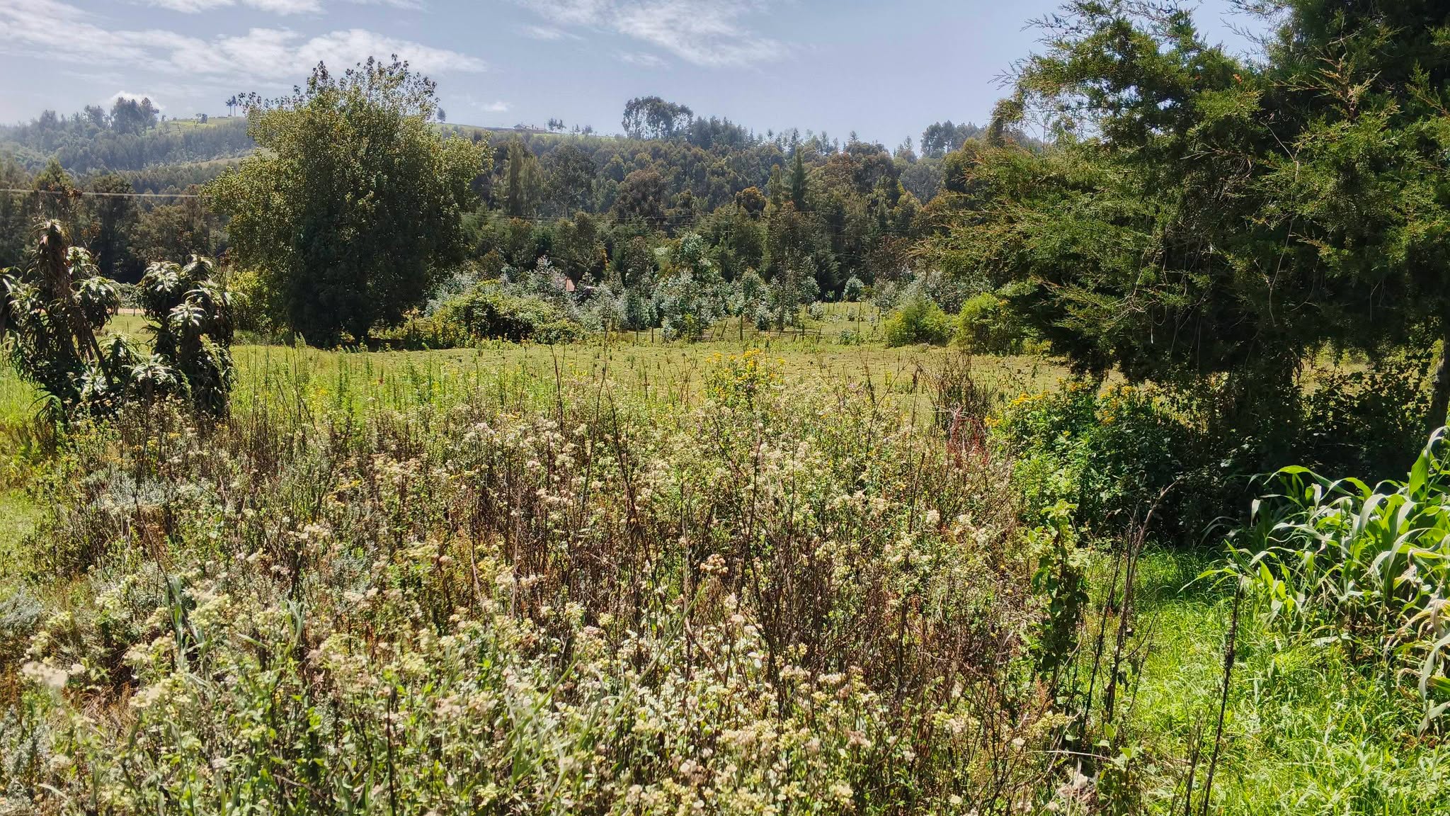 10 acrea agricultural land for sale in silanga, olkalou Image