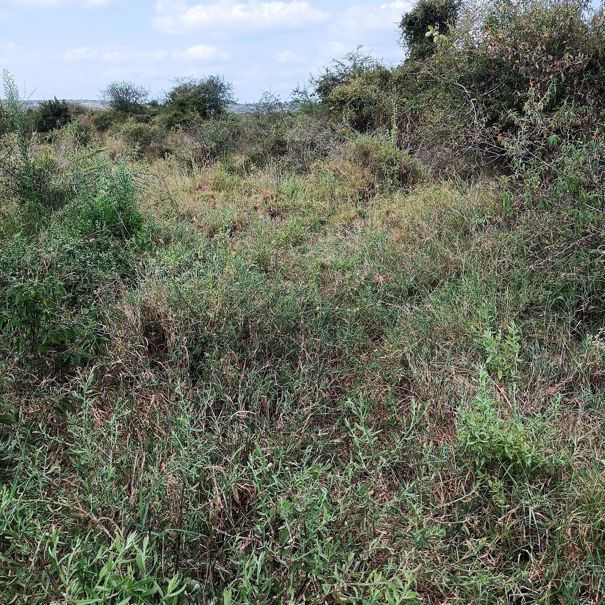 10 acres distress sale at Najile-Ewuaso kajiado county Image