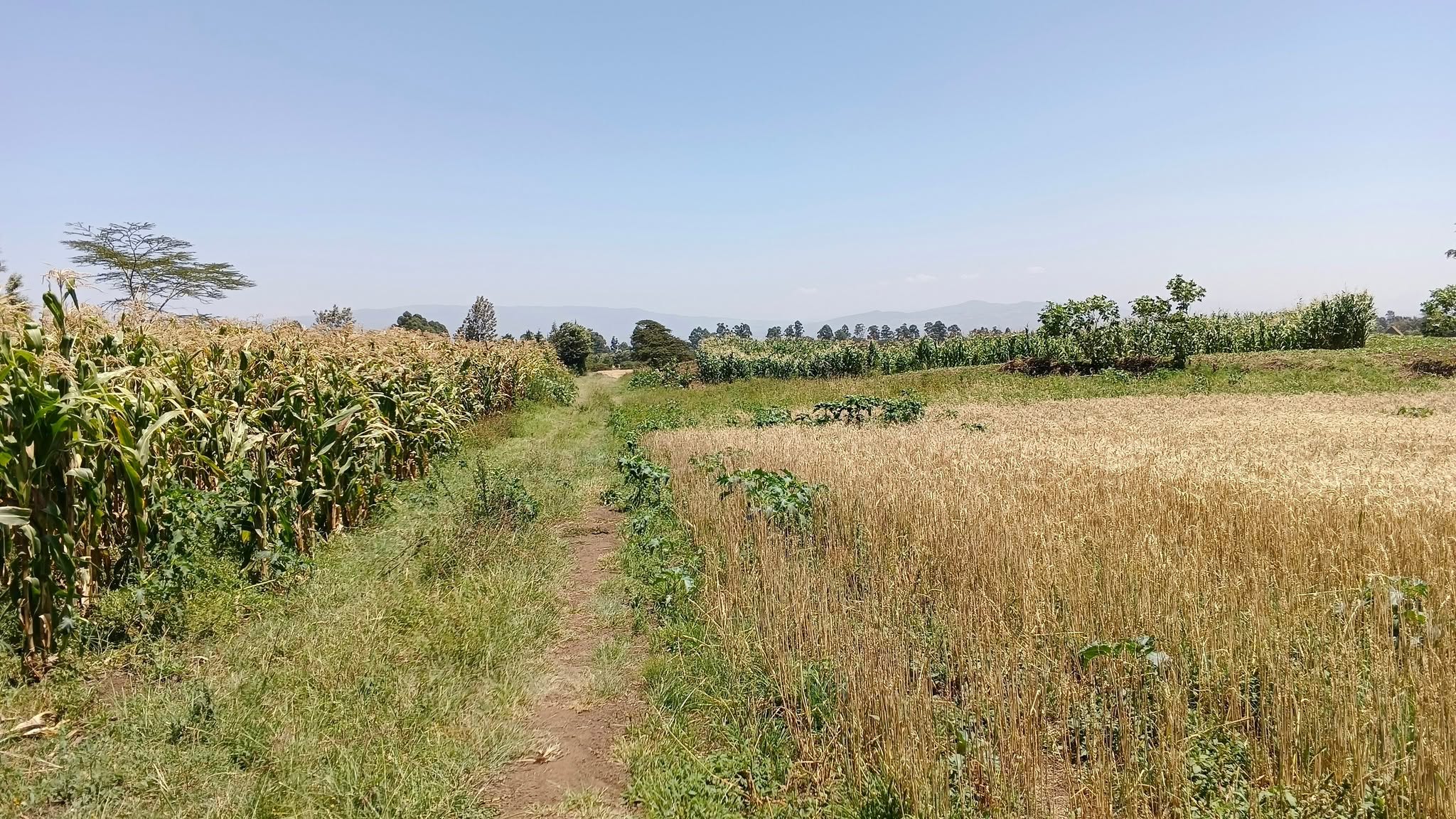 10 acres prime plot or sale in nyahururu, sobea Image