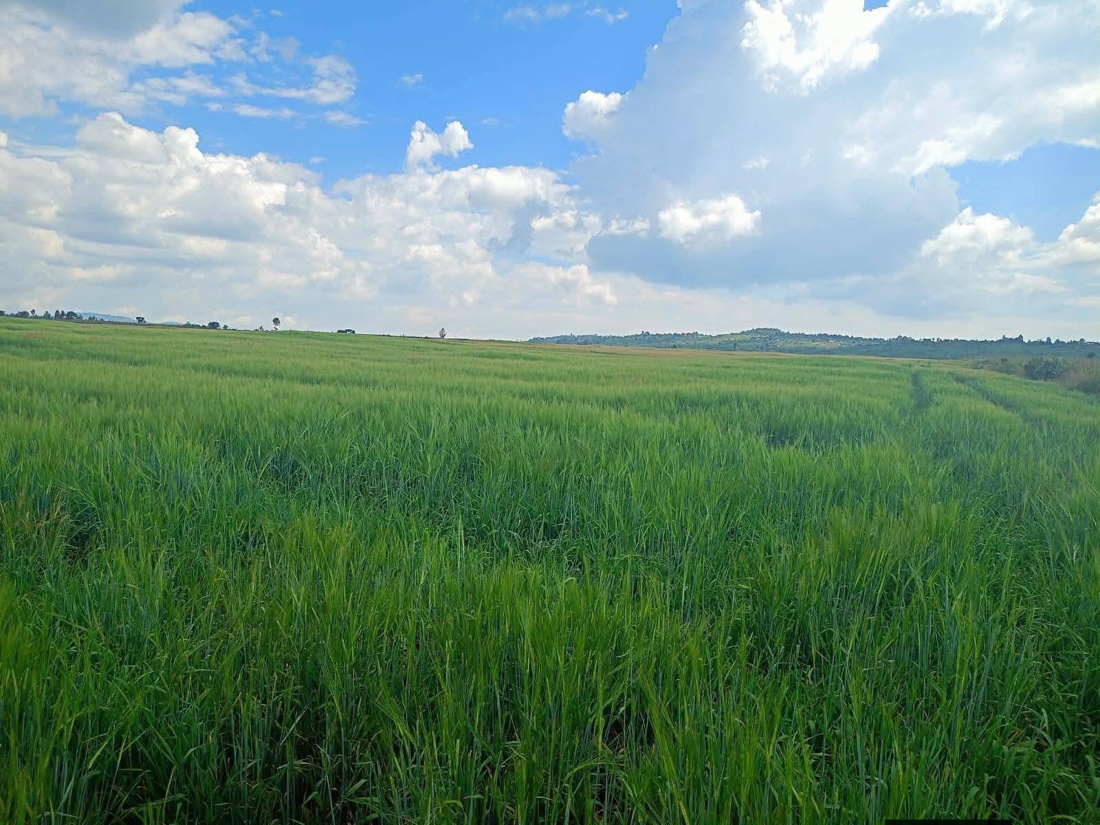 100 acres prime agricultural land for sale in kinamba, laikipia