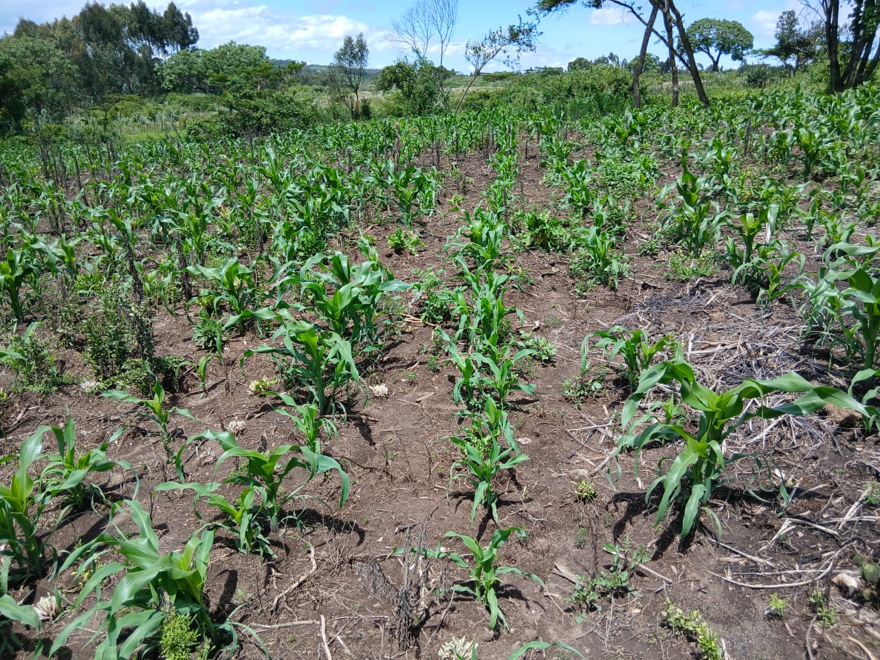 100x100 Plot For lease in Kikuyu lusigetti Touching dagoretti-mutarakwa Road . Image