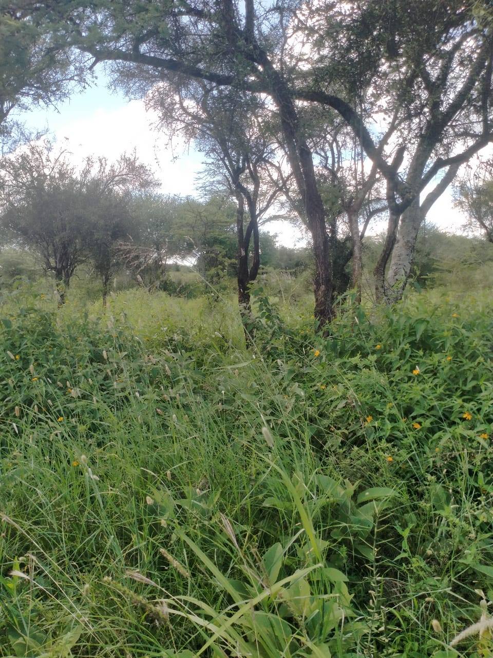 10.8 acre land plus maisonette for sale in Salama, Mombasa Road Image