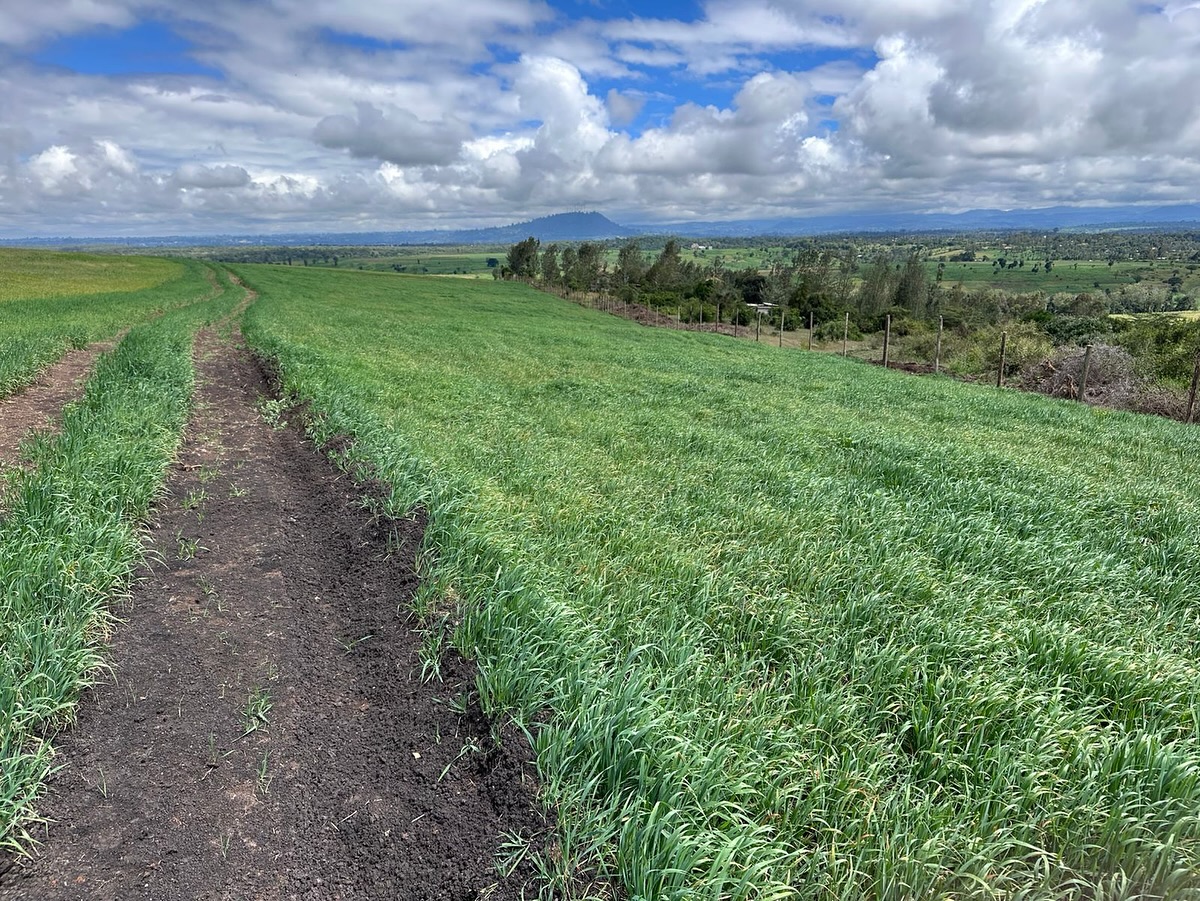 112 Acre Land for Sale in Chaka