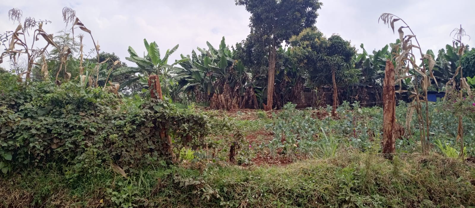 1.2 acre land for sale in Lower Kabete Image