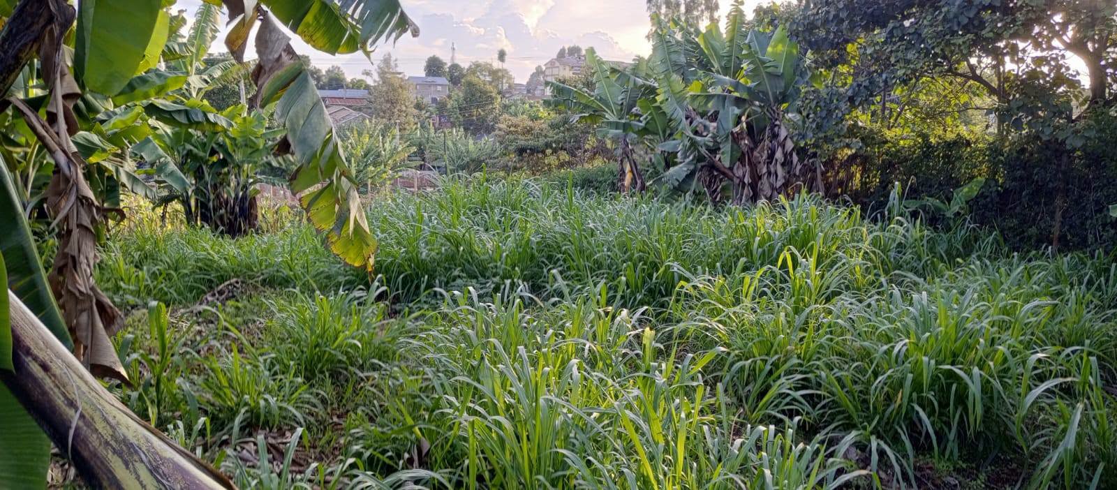 1.2 acre land for sale in lower kabete road Image