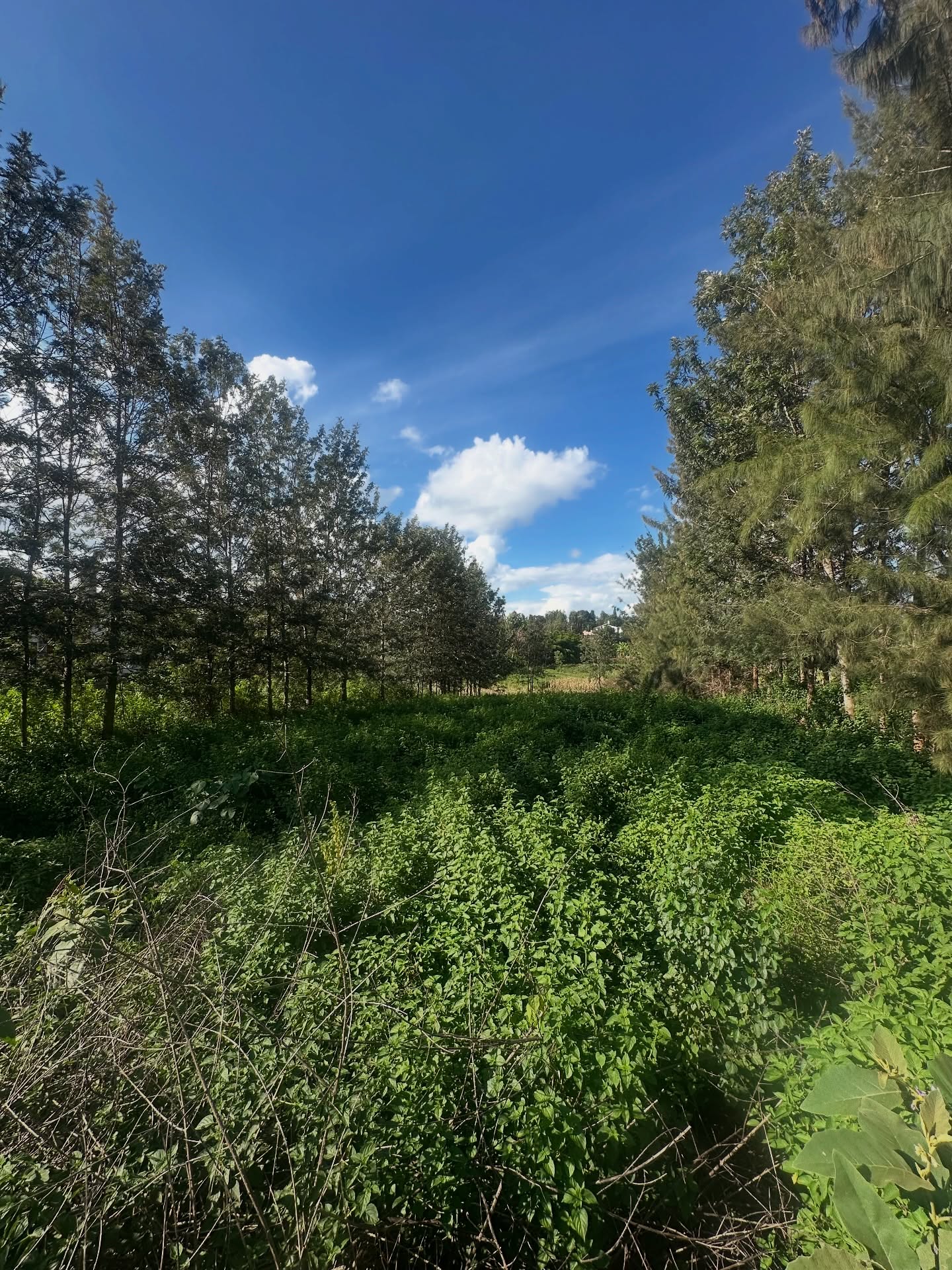 1/2 Acre Land for Sale in Mushroom Gardens – Kiambu Road Image