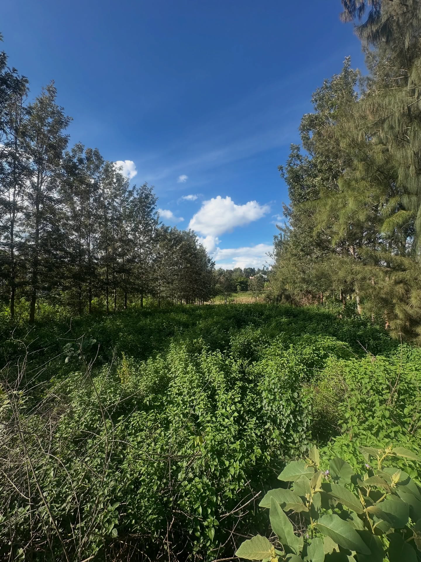 1/2 Acre Land for Sale in Mushroom Gardens – Kiambu Road Image
