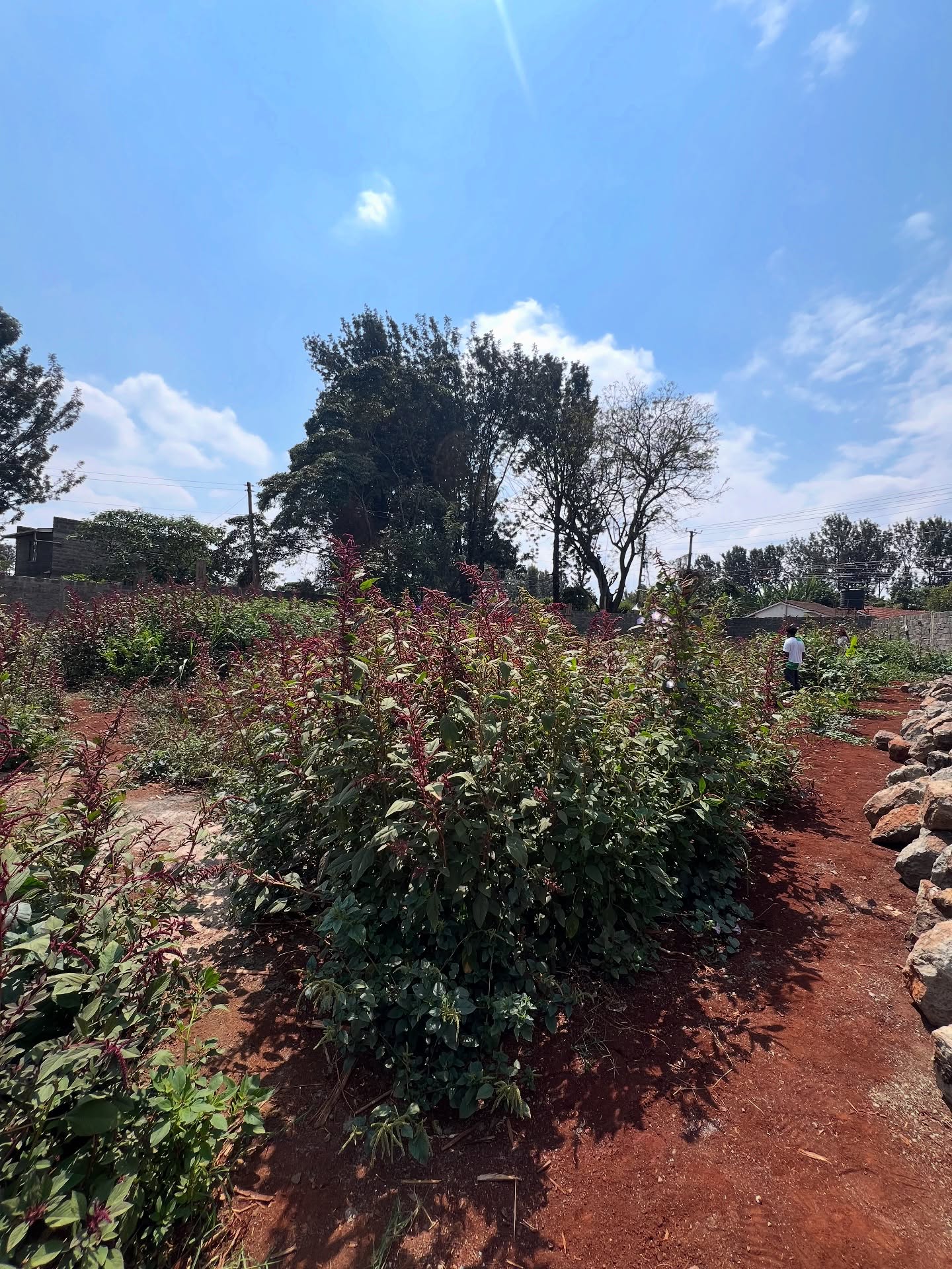 1/2 acre land for sale just off Kiambu rd Image
