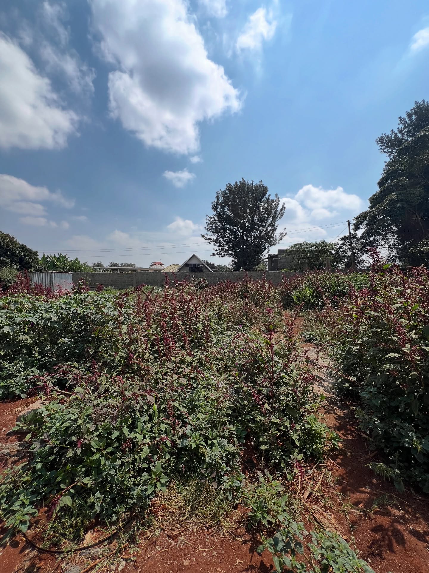 1/2 acre land for sale just off Kiambu rd Image
