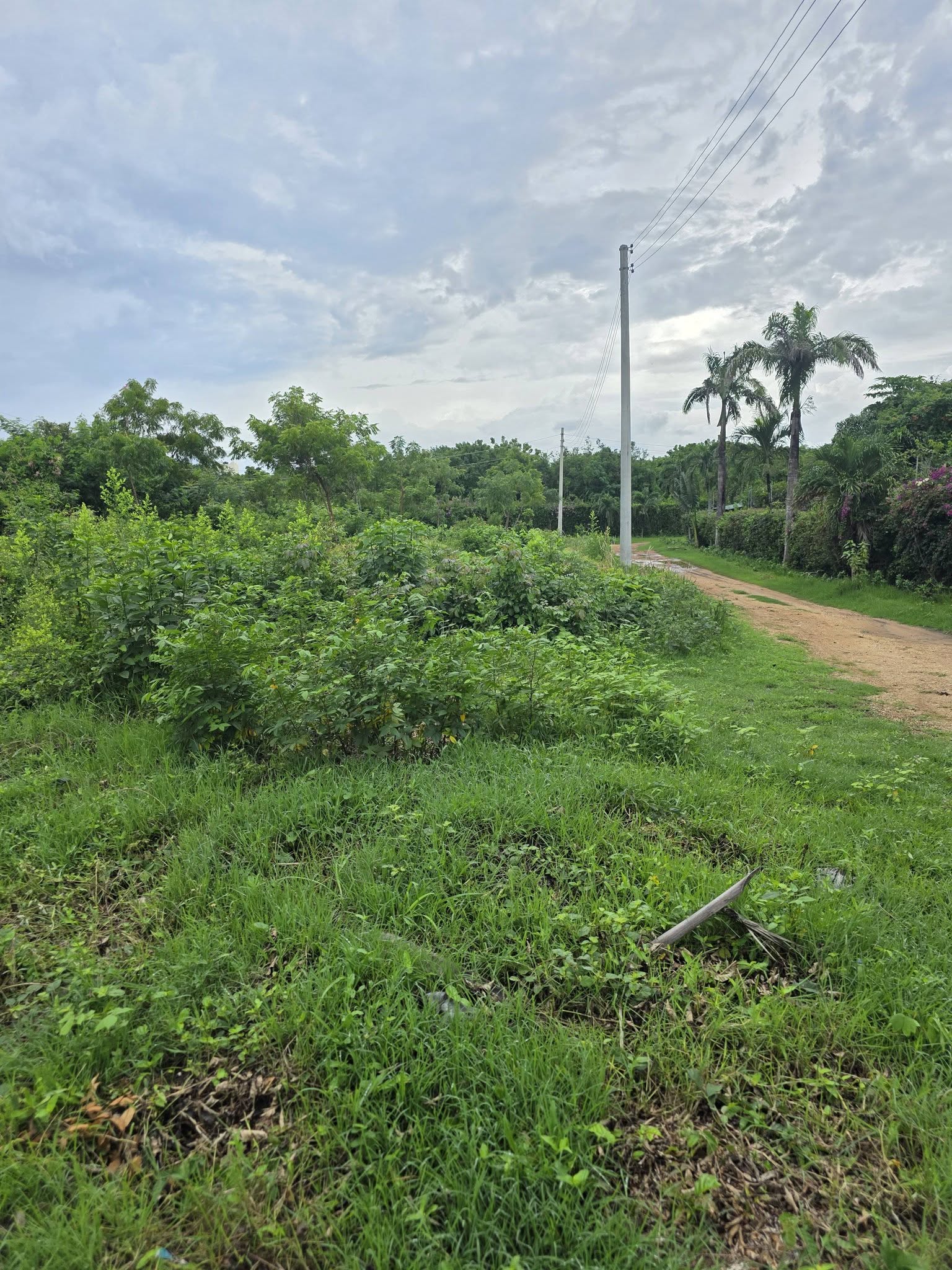 1/2 acre plot for sale in Diani off Beach Road, opposite Hibiscus
