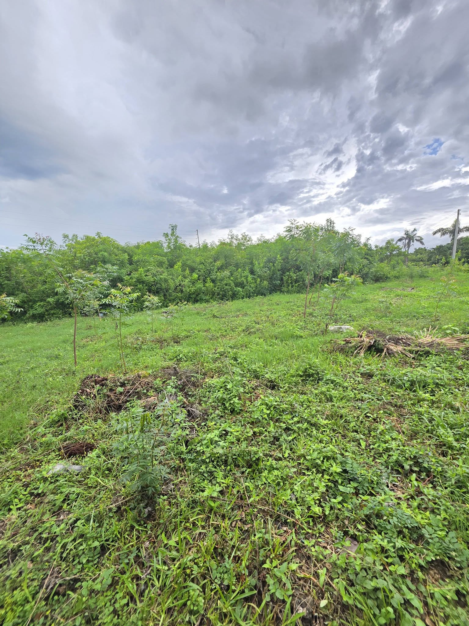 1/2 acre plot for sale in Diani off Beach Road, opposite Hibiscus Image