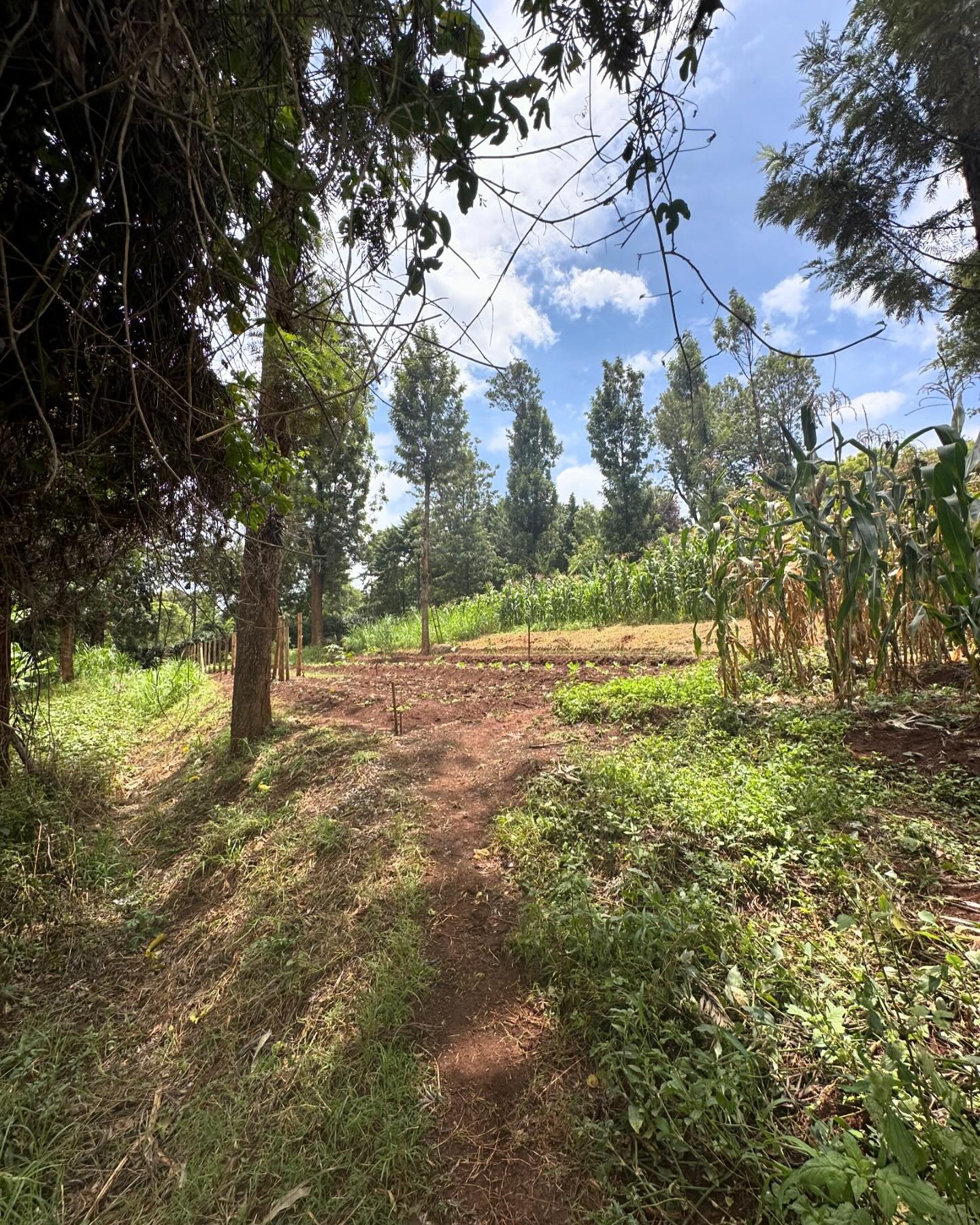 1/2 acre plot for sale in Karen Rhino Park