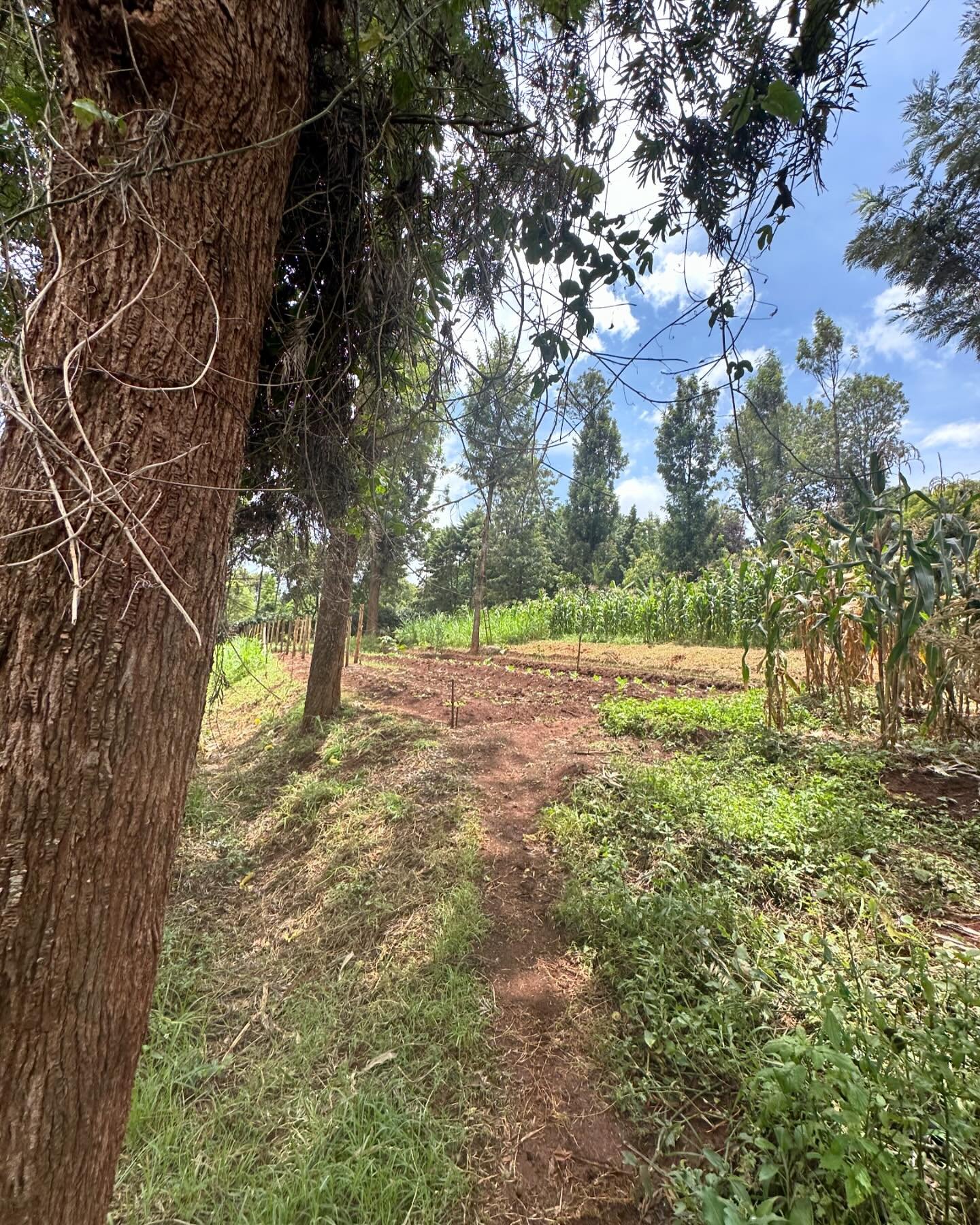 1/2 acre plot for sale in Karen Rhino Park