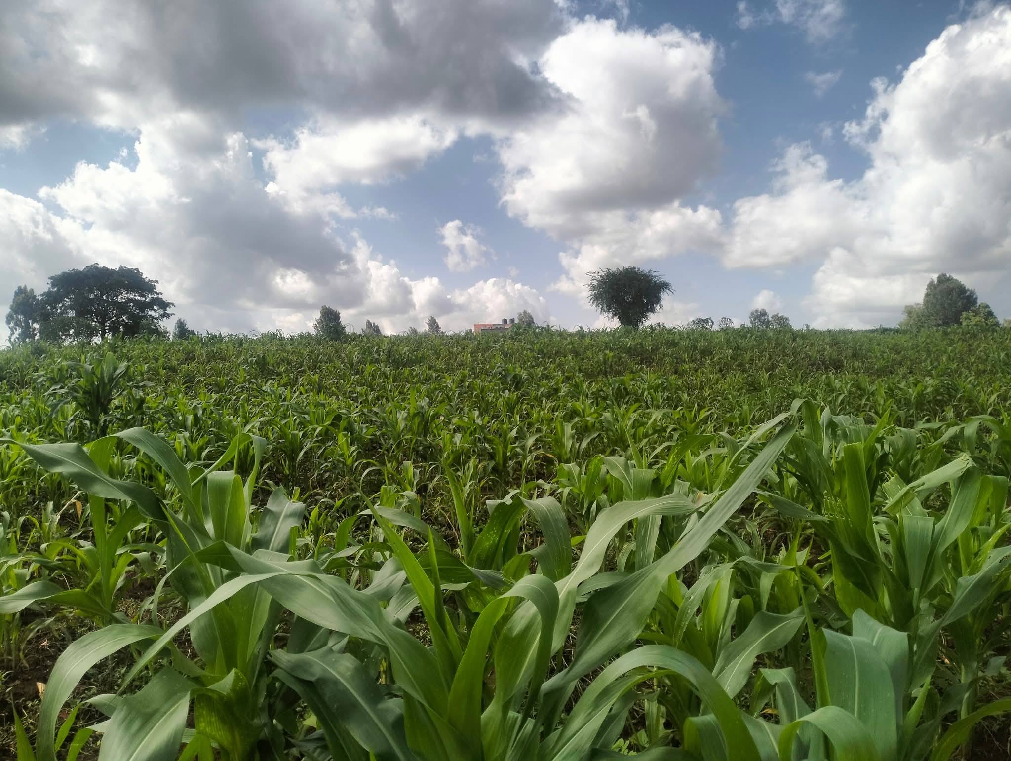 1/2 acre plot for sale on Runda, paradise