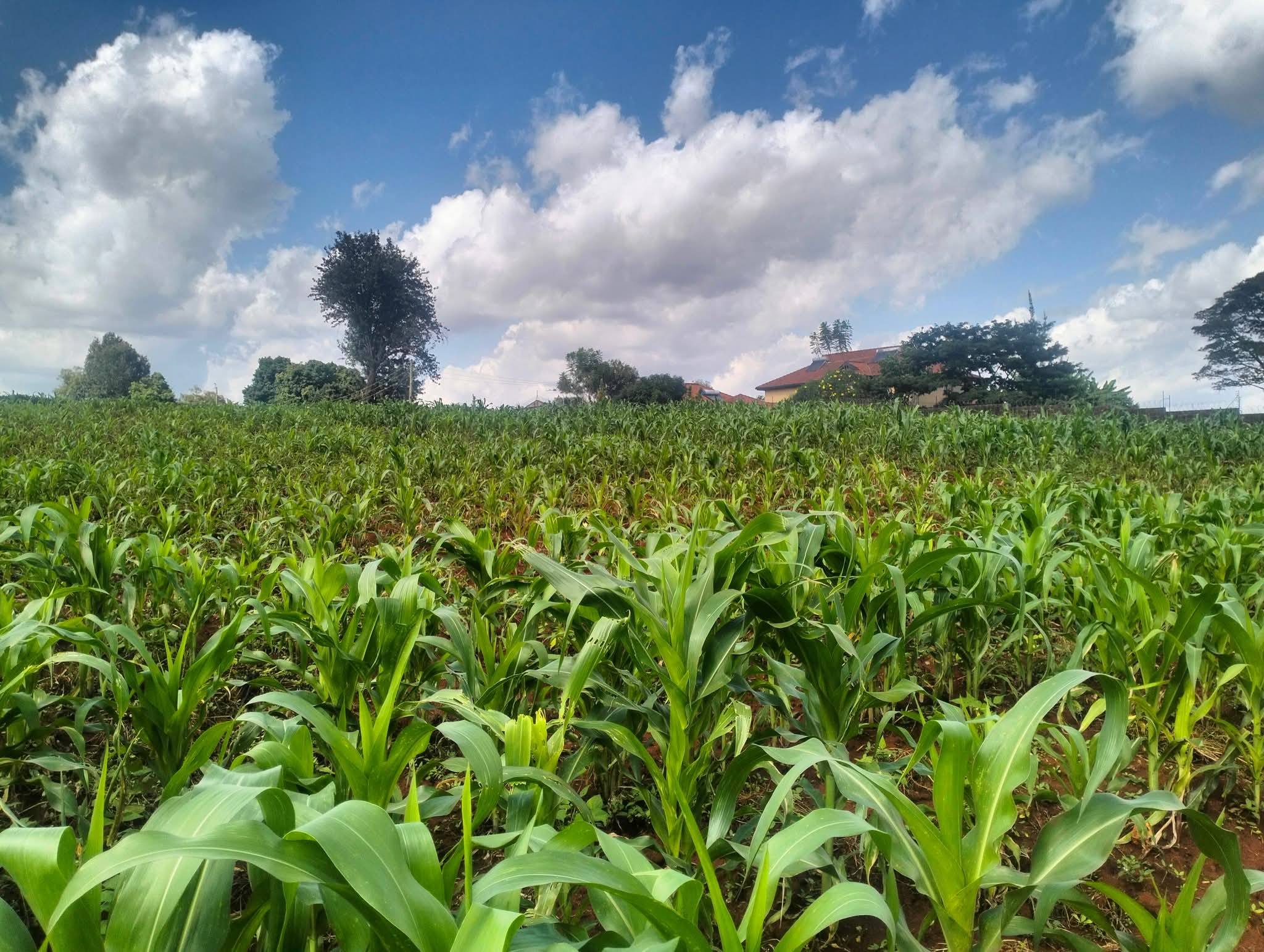 1/2 acre plot for sale on Runda, paradise Image