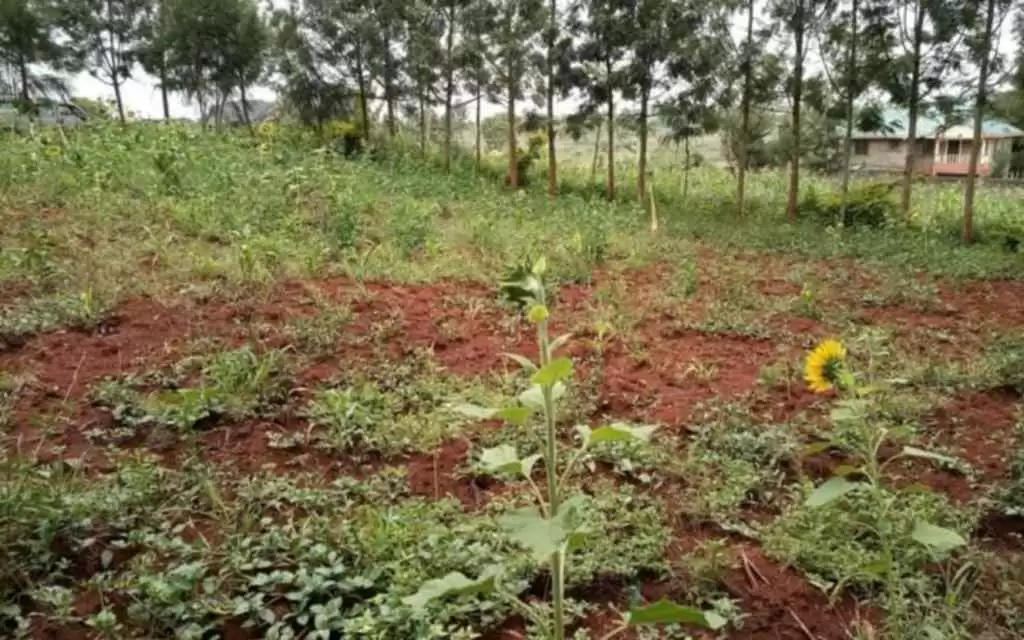 Plot for sale in Thika Image