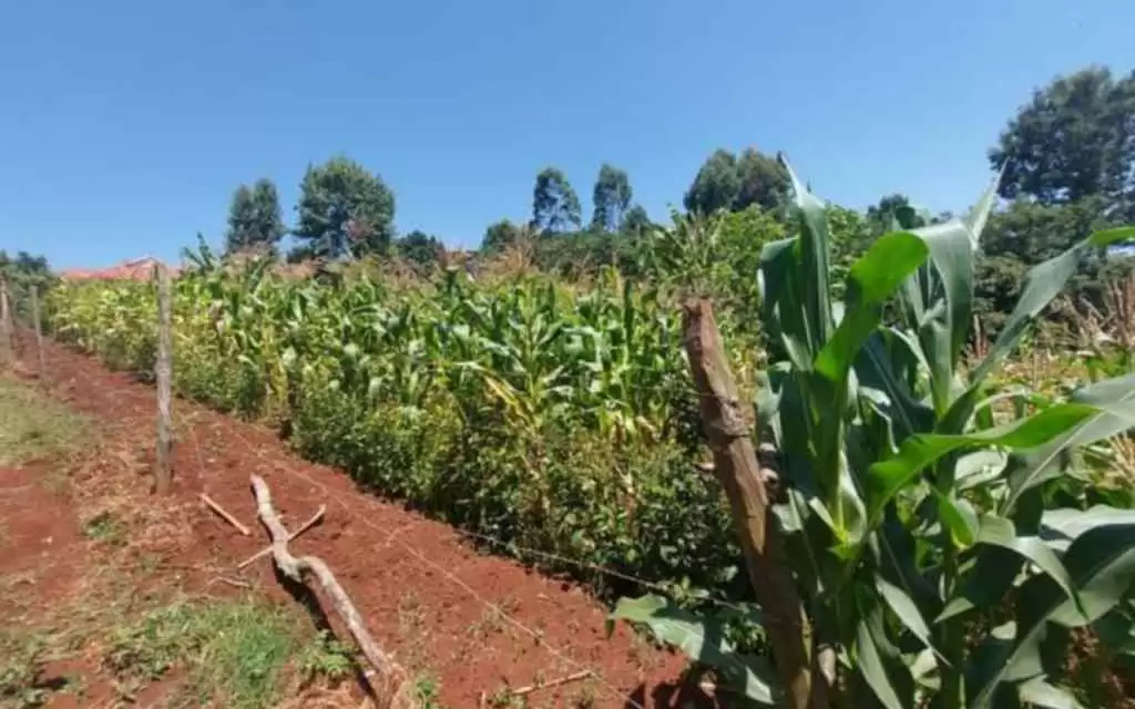 Land for sale in Lower Kabete Image