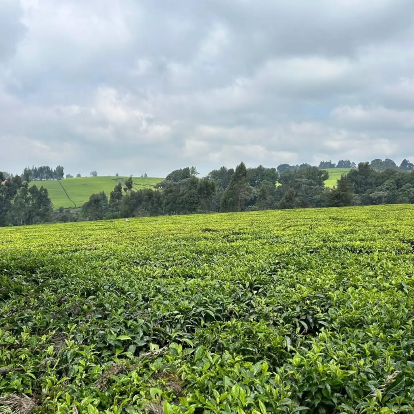 12.5 acre land for sale in limuru riara ridge Image