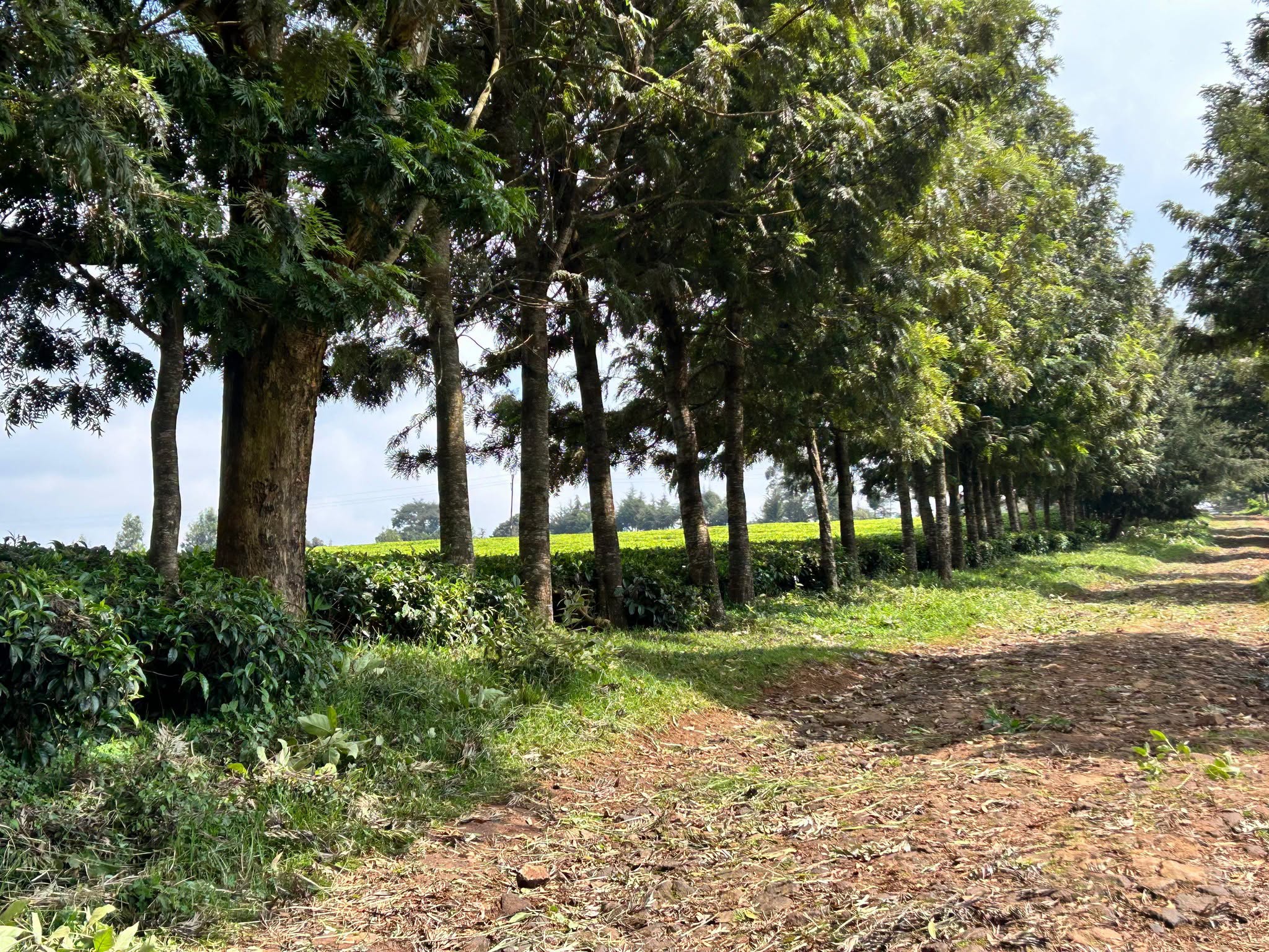 12.5 acres land for sale in Limuru, Riara Ridge Image