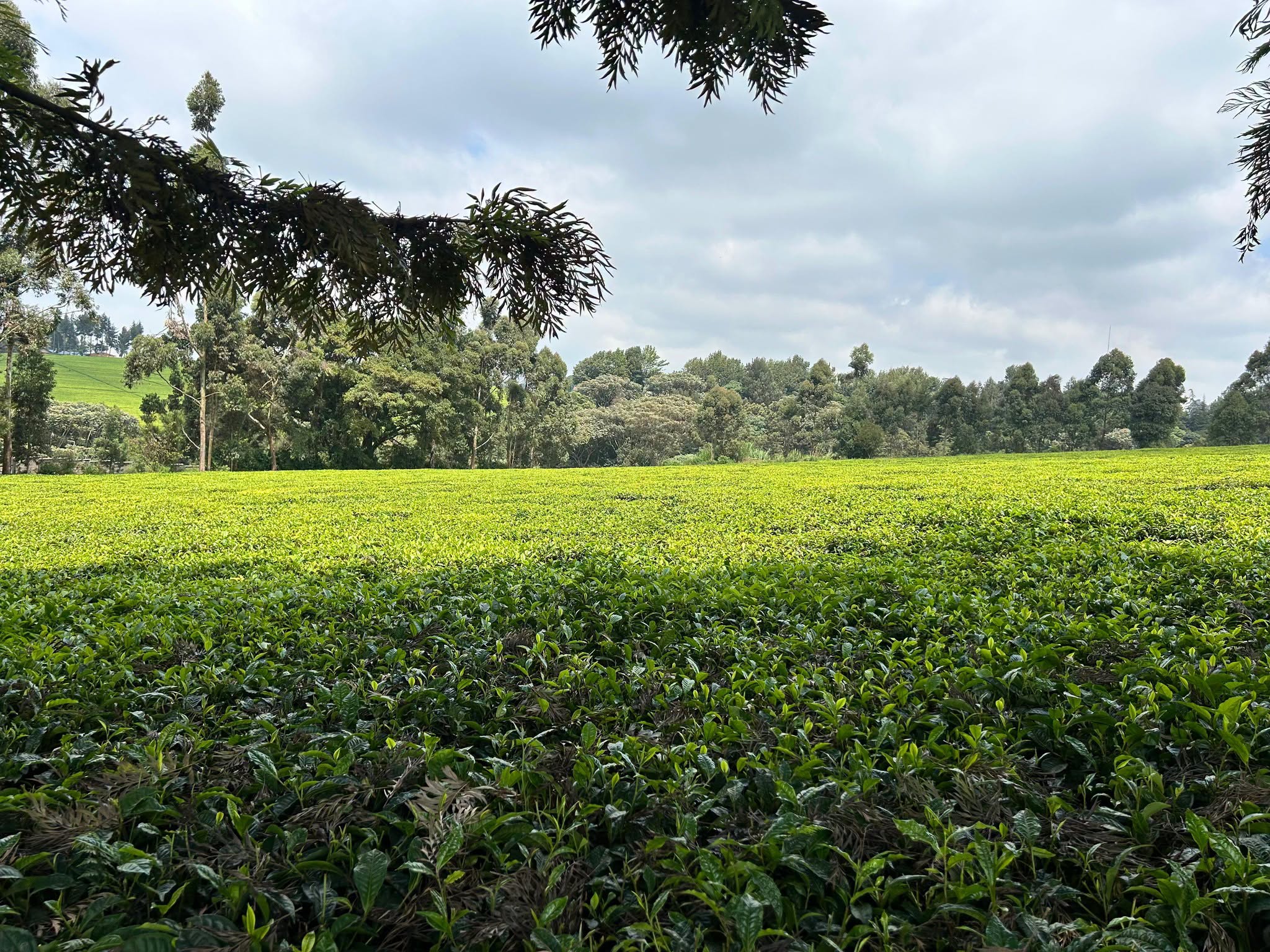 12.5 acres land for sale in Limuru, Riara Ridge