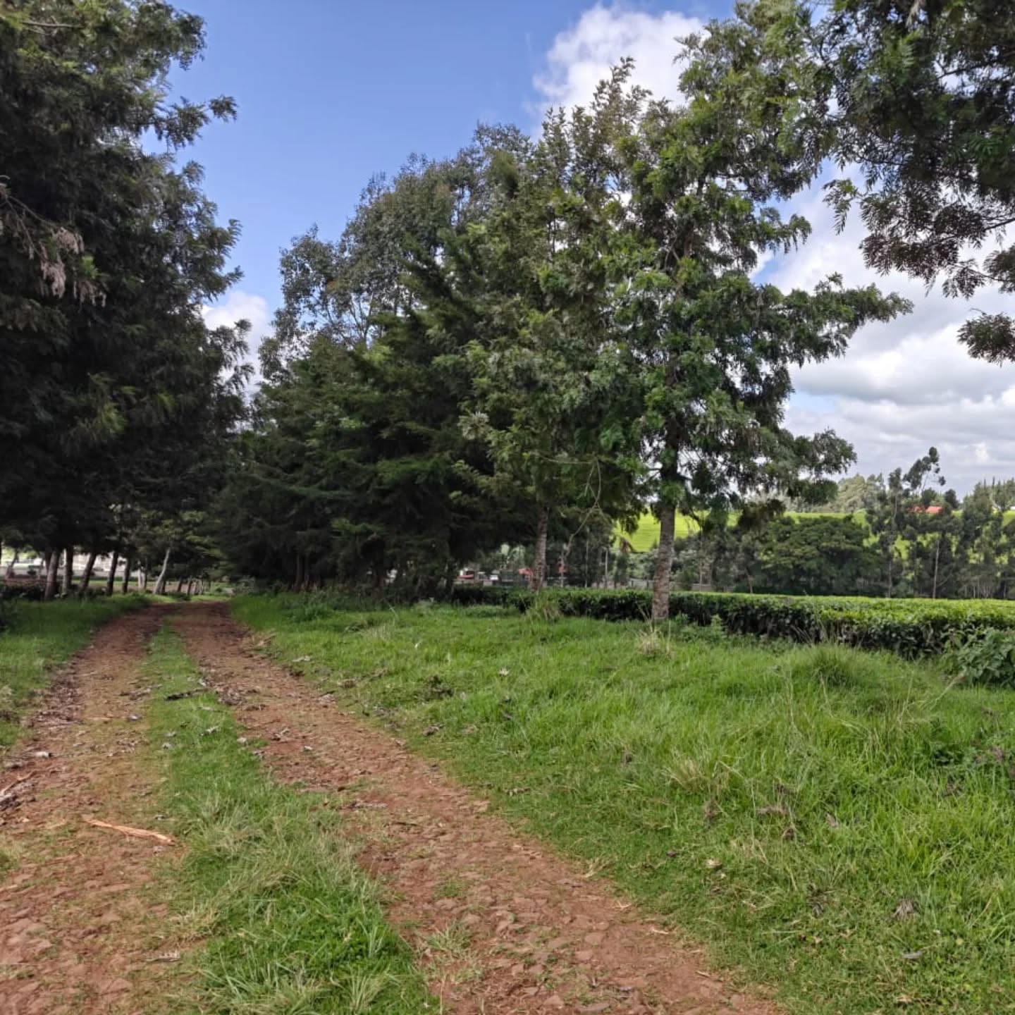 12.5 Acres of Land for Sale in Riara Ridge,Tigoni Image