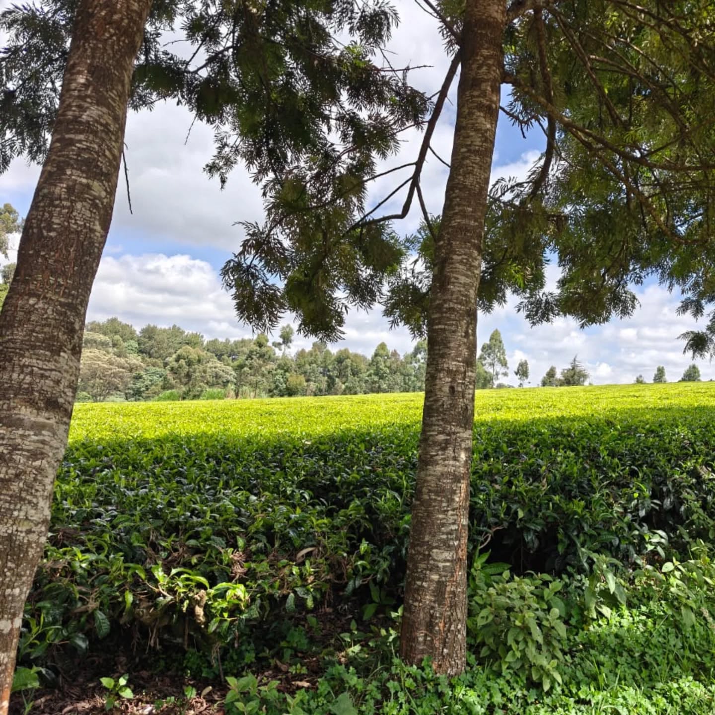 12.5 Acres of Land for Sale in Riara Ridge,Tigoni Image