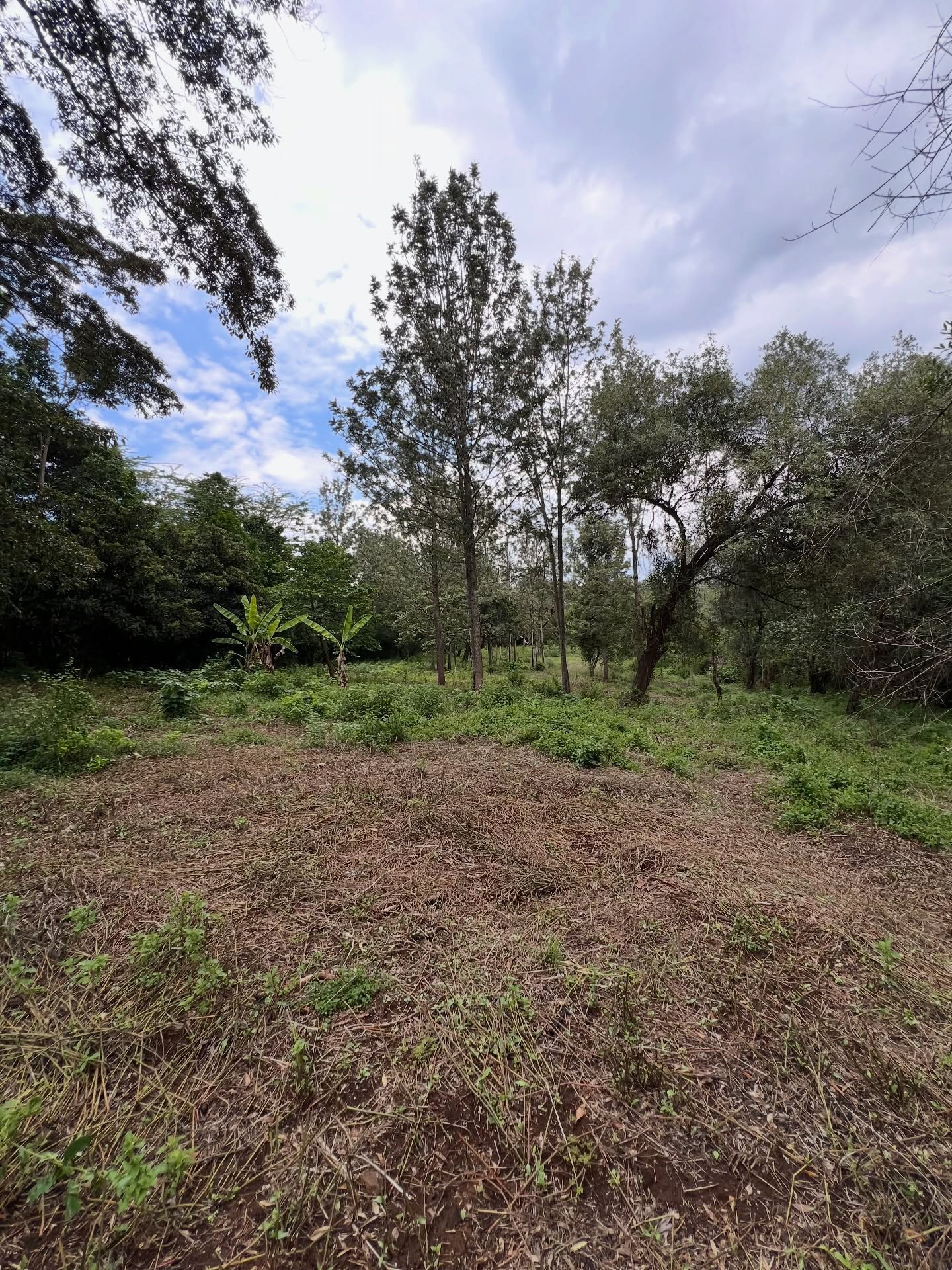 1.25acre land for sale in the leafy suburb of karen area
