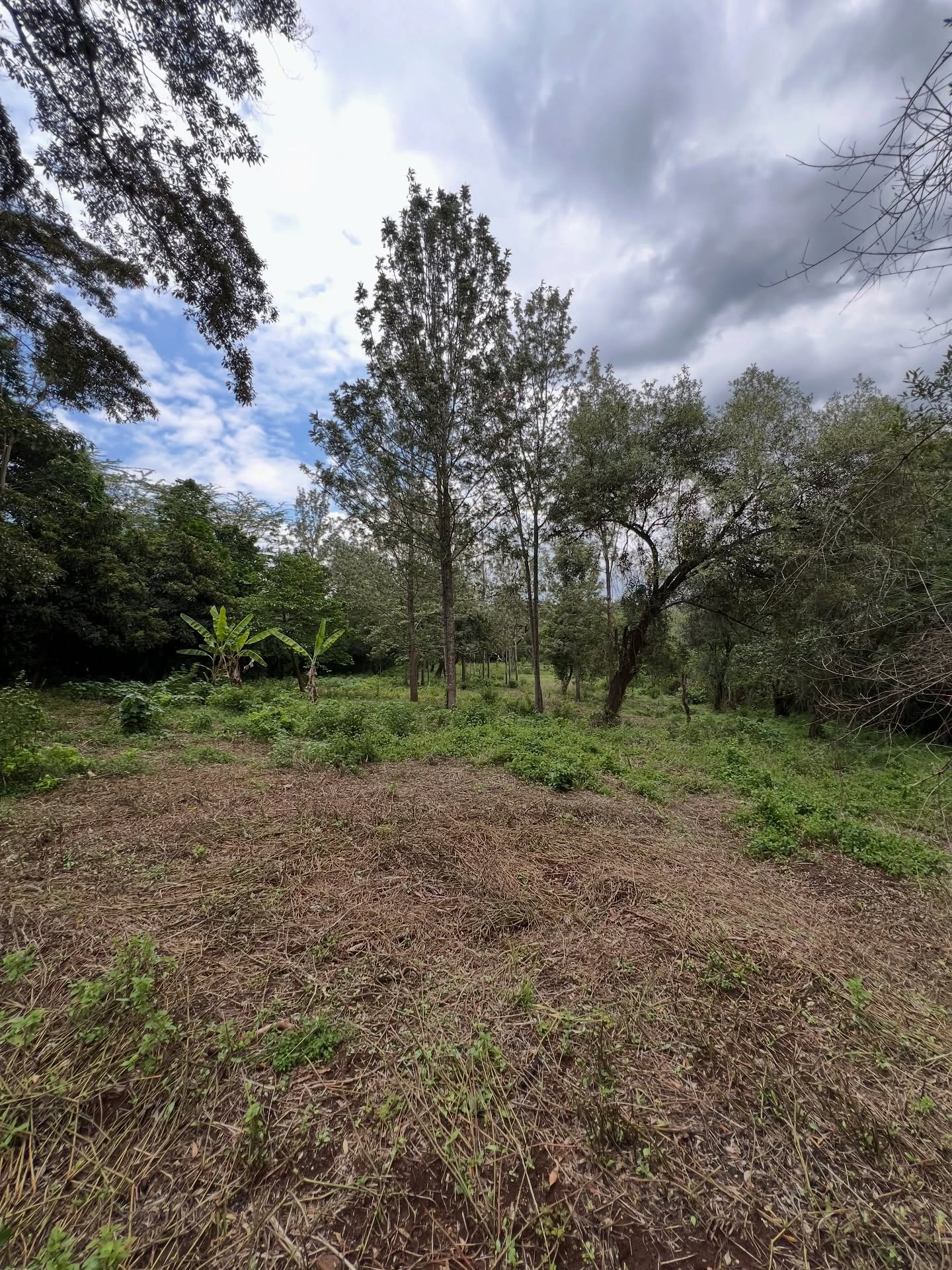 1.25acre land for sale in the leafy suburb of karen area Image