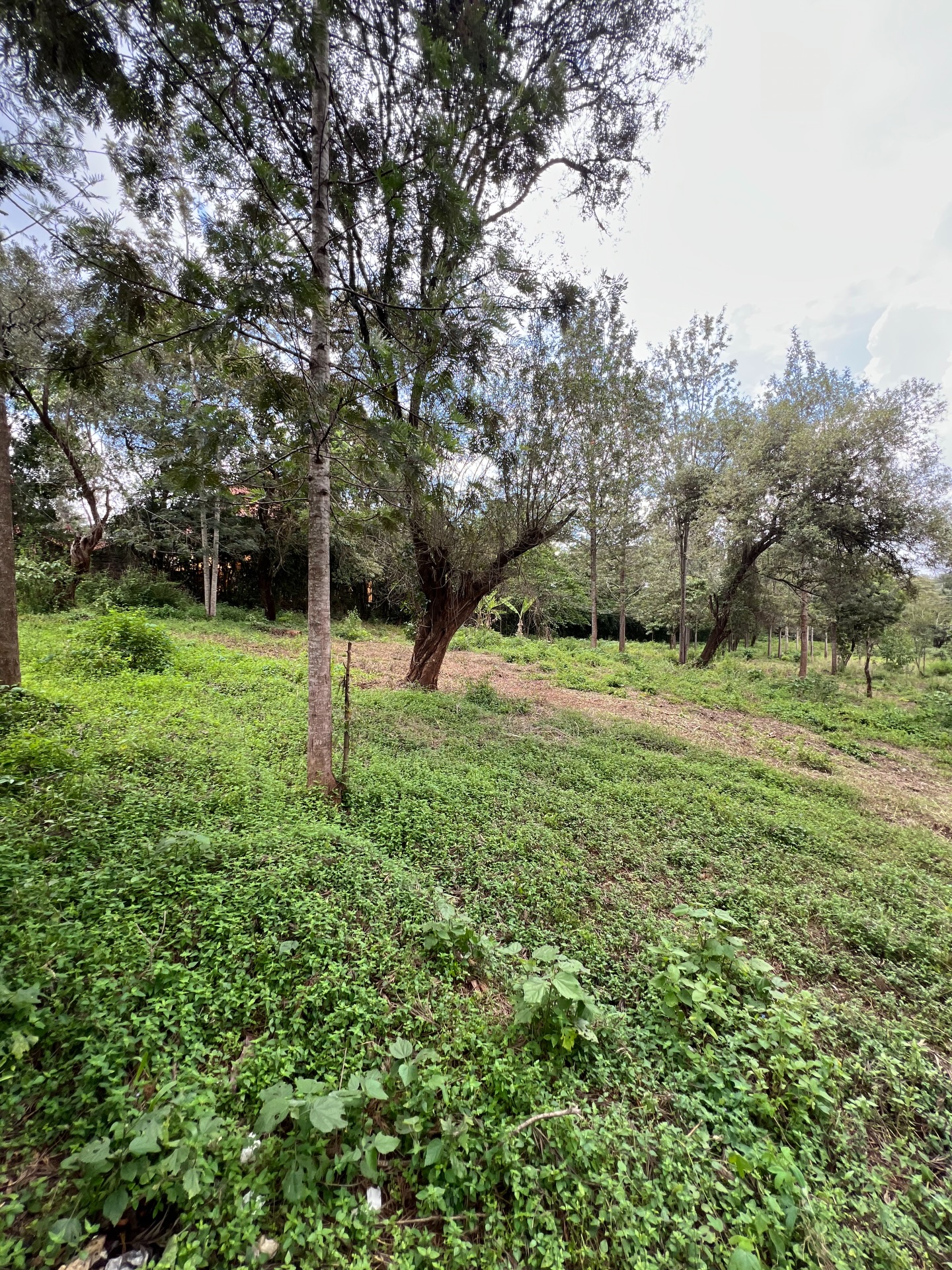 1.25acre land for sale in the leafy suburb of karen area Image
