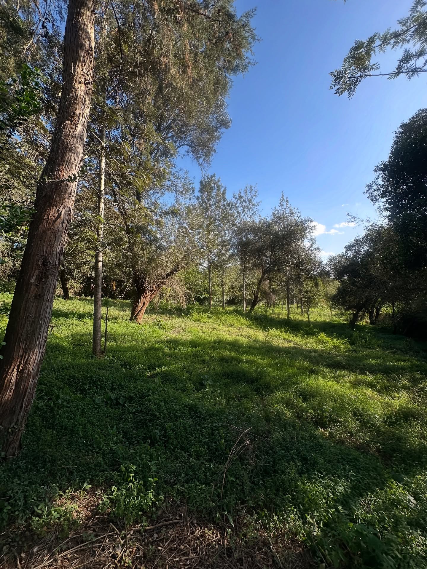 1.26 Acre Prime Land for Sale in Karen Hardy Image
