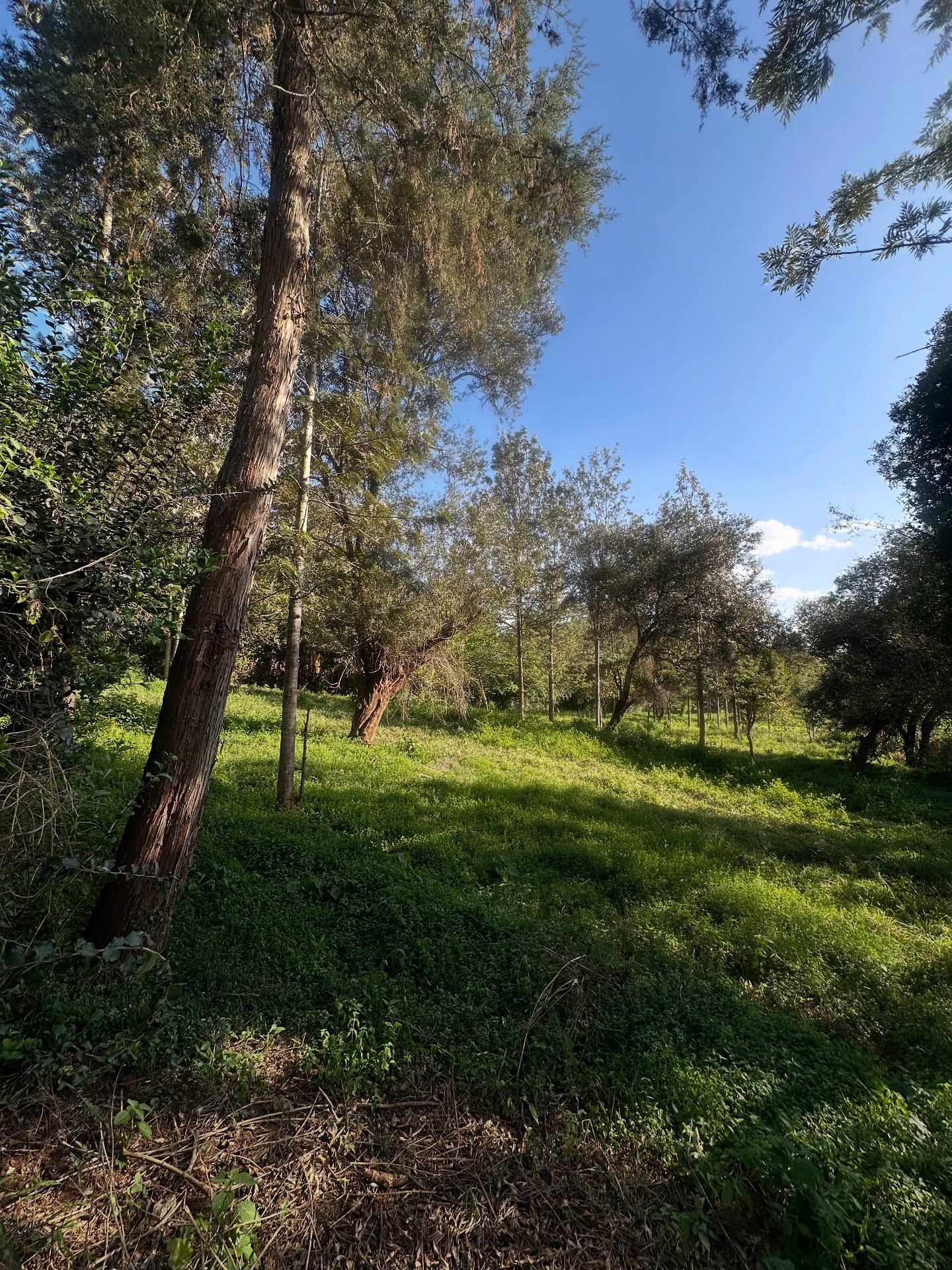 1.26 Acre Prime Land for Sale in Karen Hardy Image