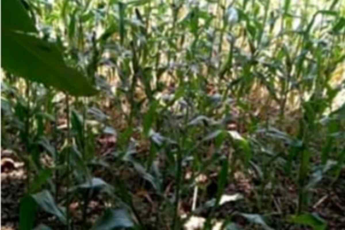 Kirinyaga Sagana Makutano agricultural land for sale